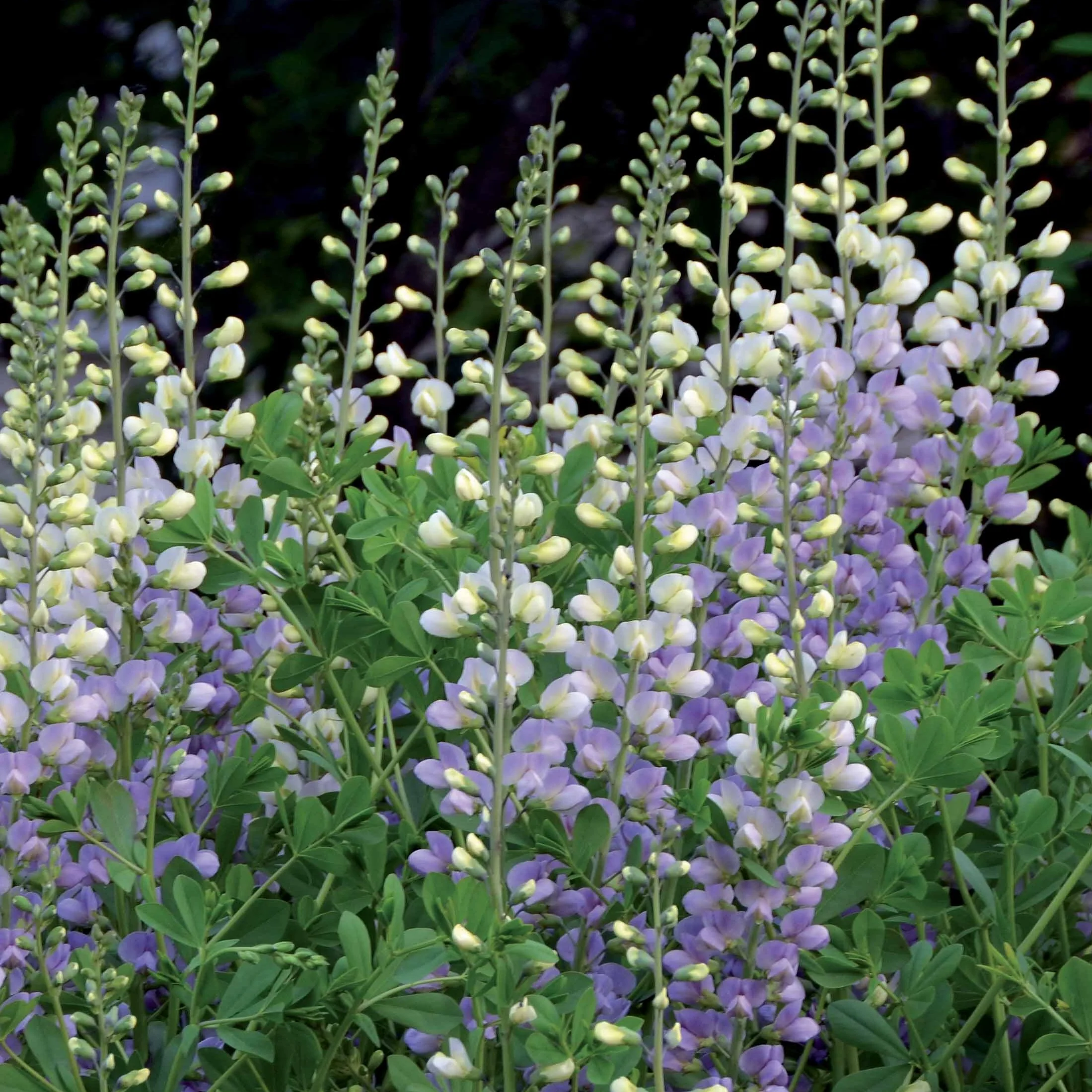 Lupin indigo Eclipse de lune - Image 2