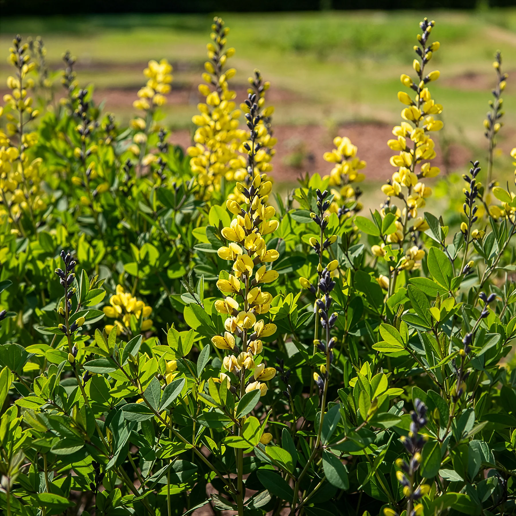 Lupin indigo Lemon Meringue