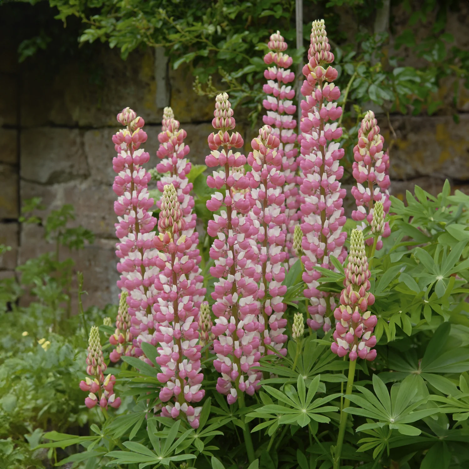 Lupin La Chateleine - Image 3