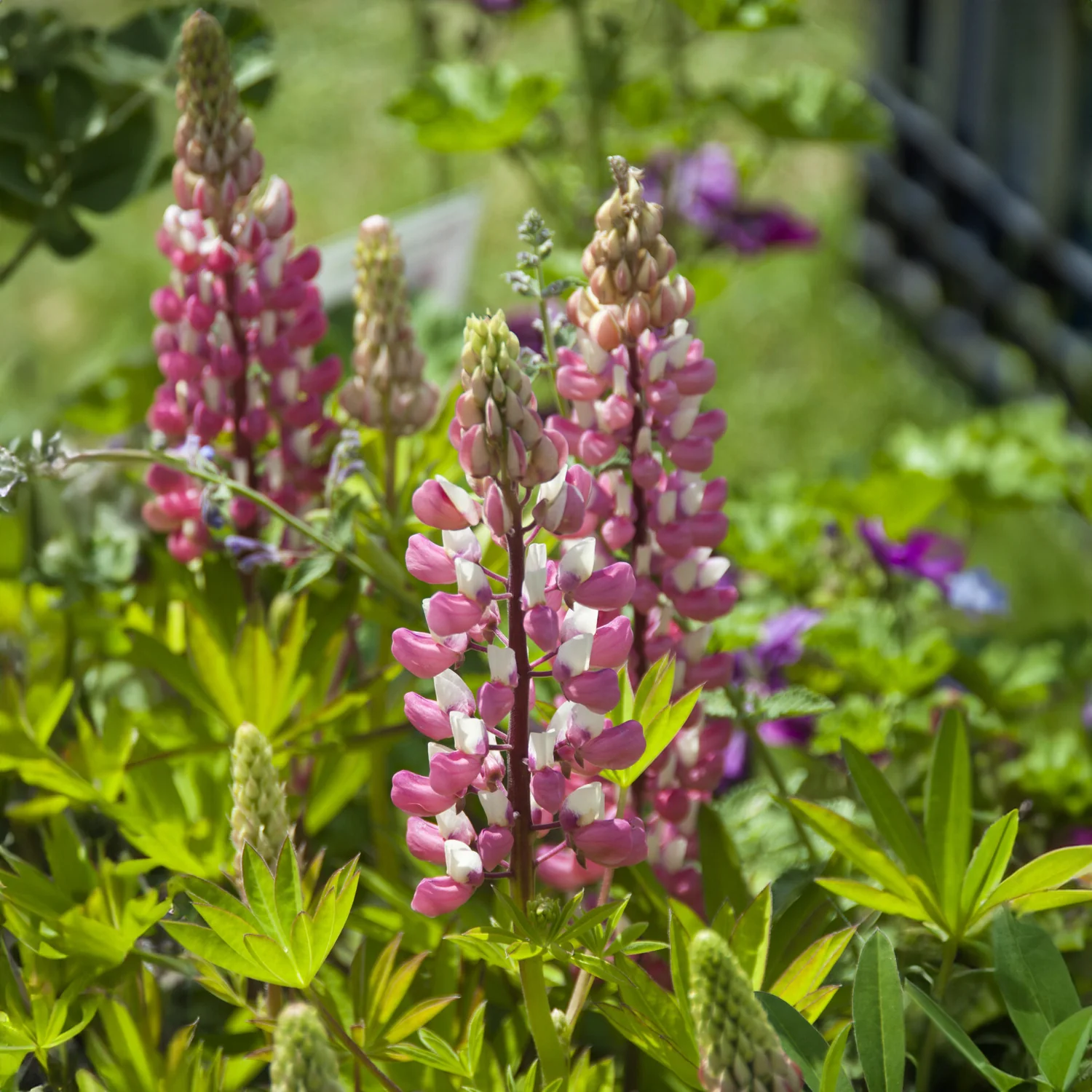 Lupin La Chateleine - Image 4