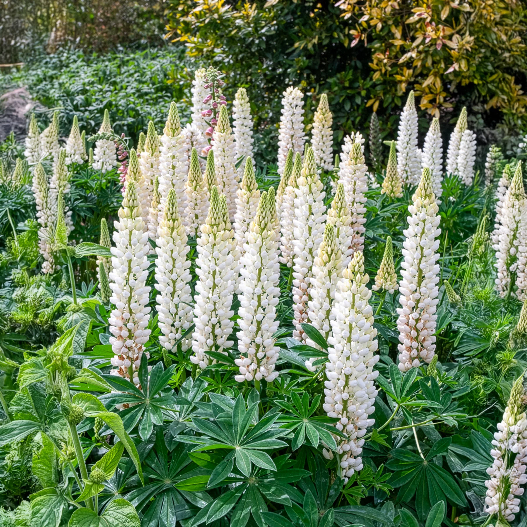 Lupin Noble Maiden - Image 2