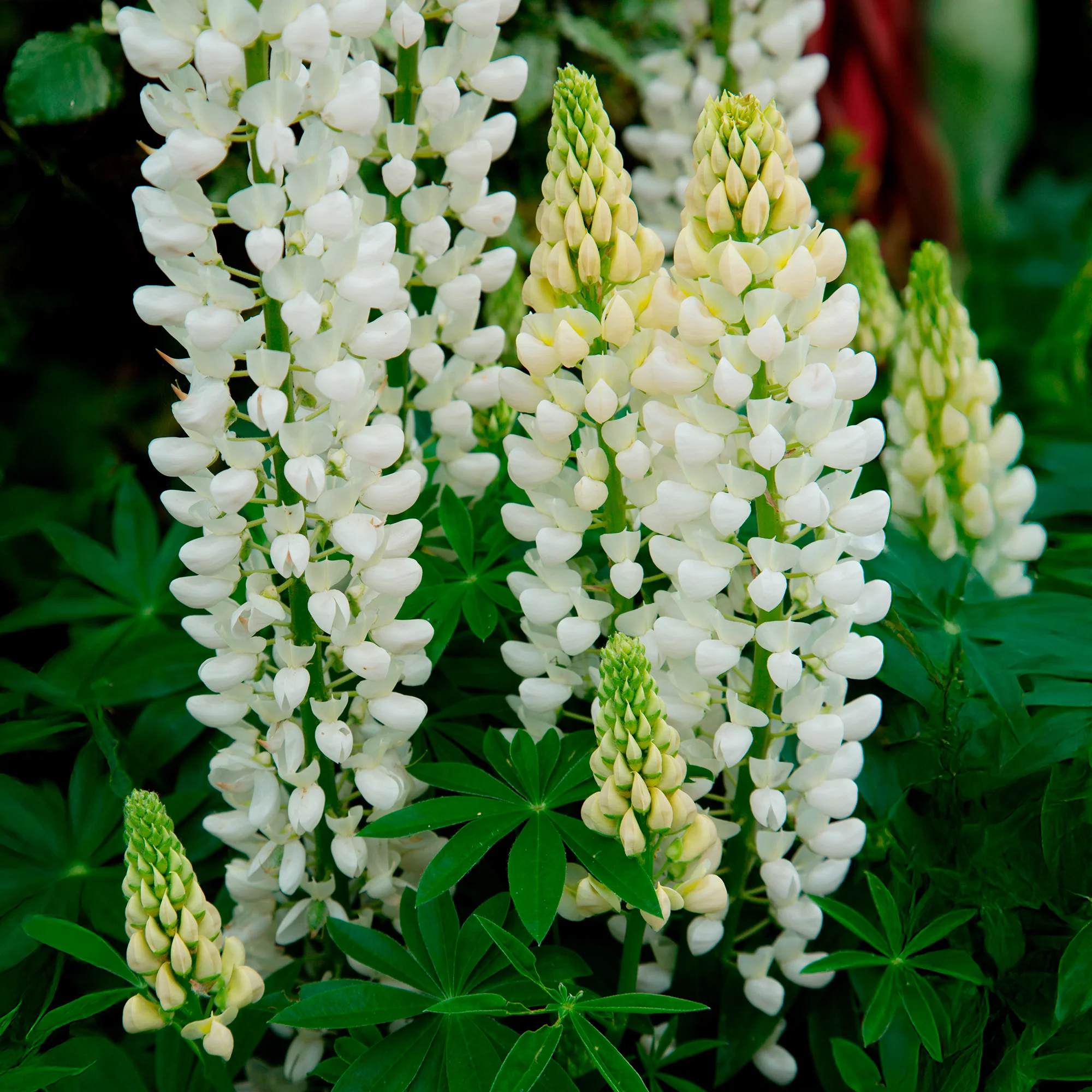 Lupin Noble Maiden - Image 4