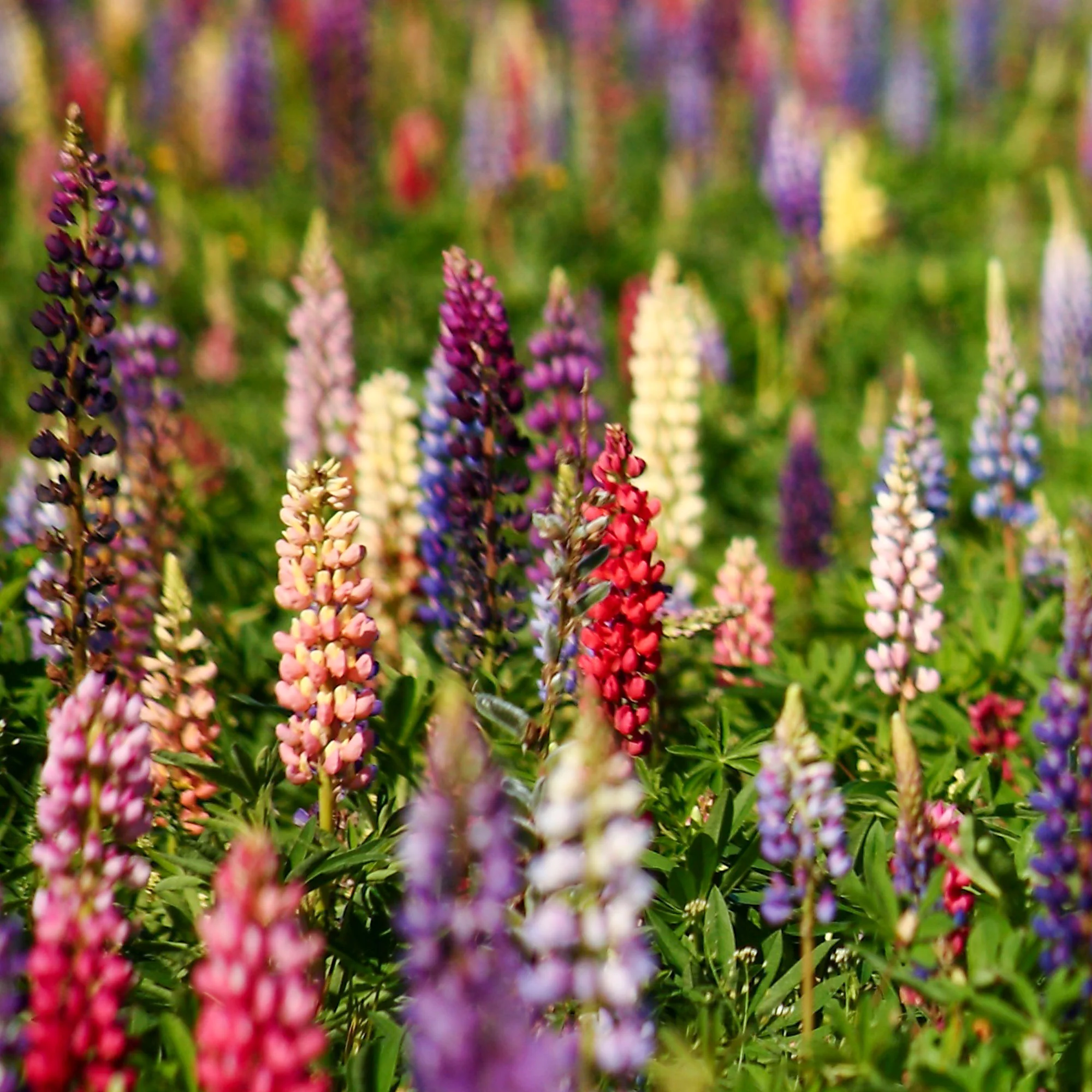 Lupins en mélange