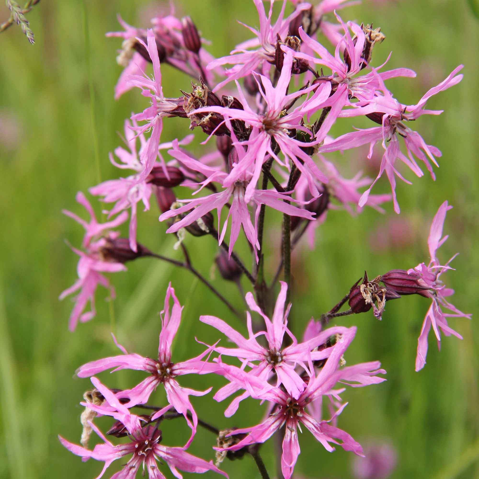 3 Lychnis flos-cuculi - Œillets des près