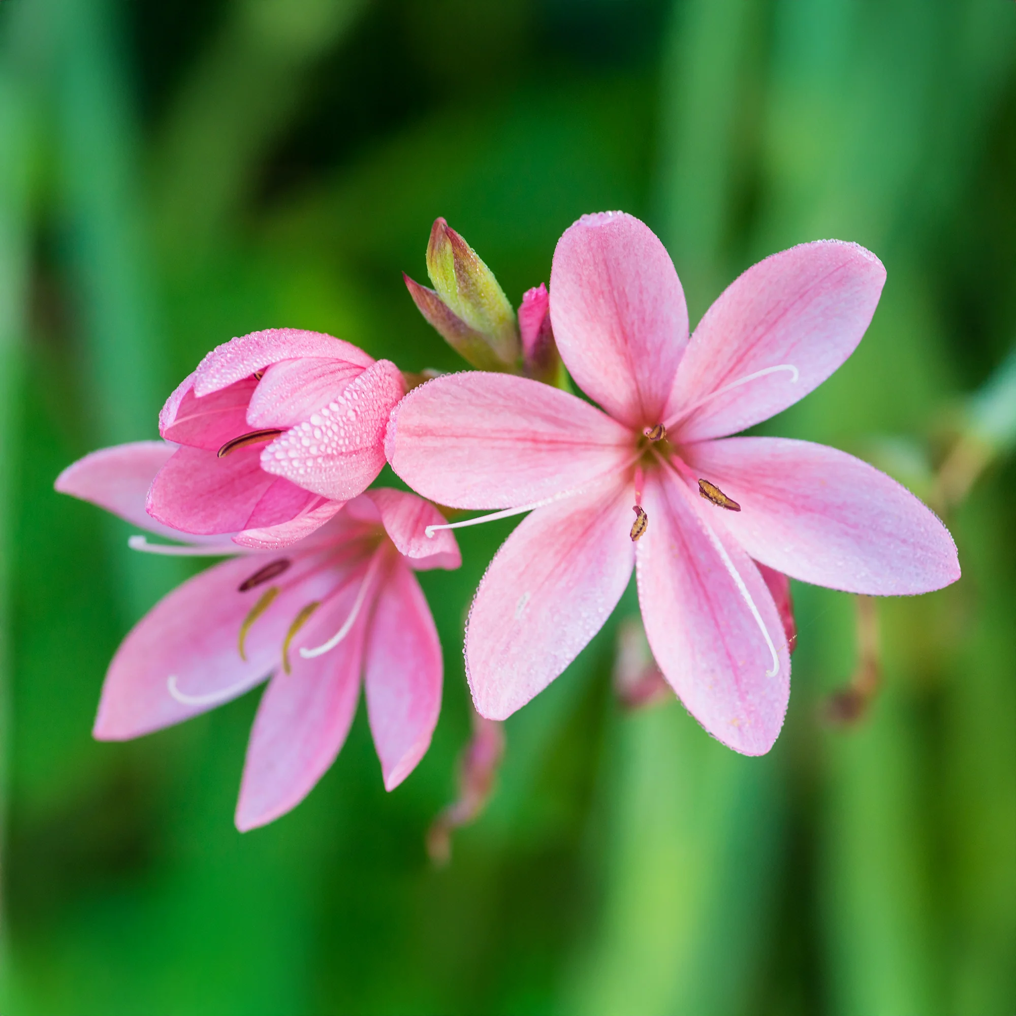 Lys des cafres Pink Butterflies - Image 2