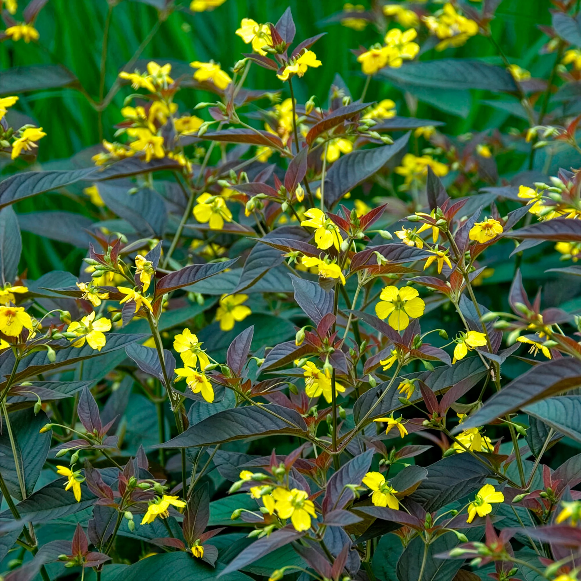 Lysimaque ciliée Firecracker - Image 3