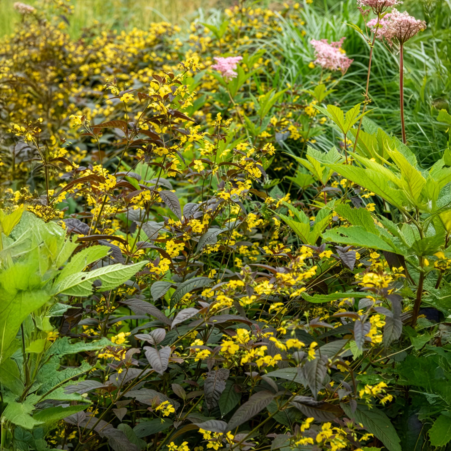 Lysimaque ciliée Firecracker - Image 4