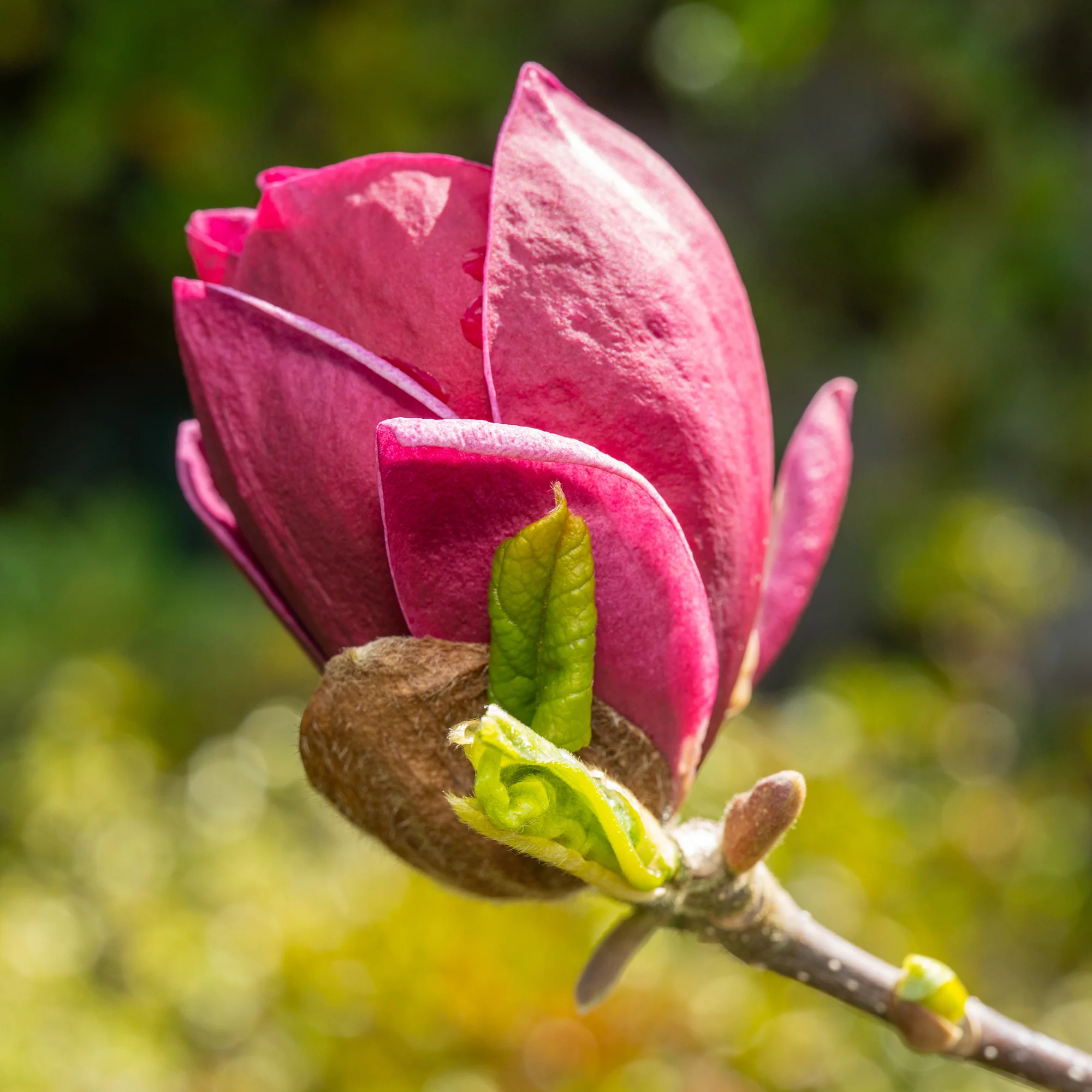Magnolia Genie