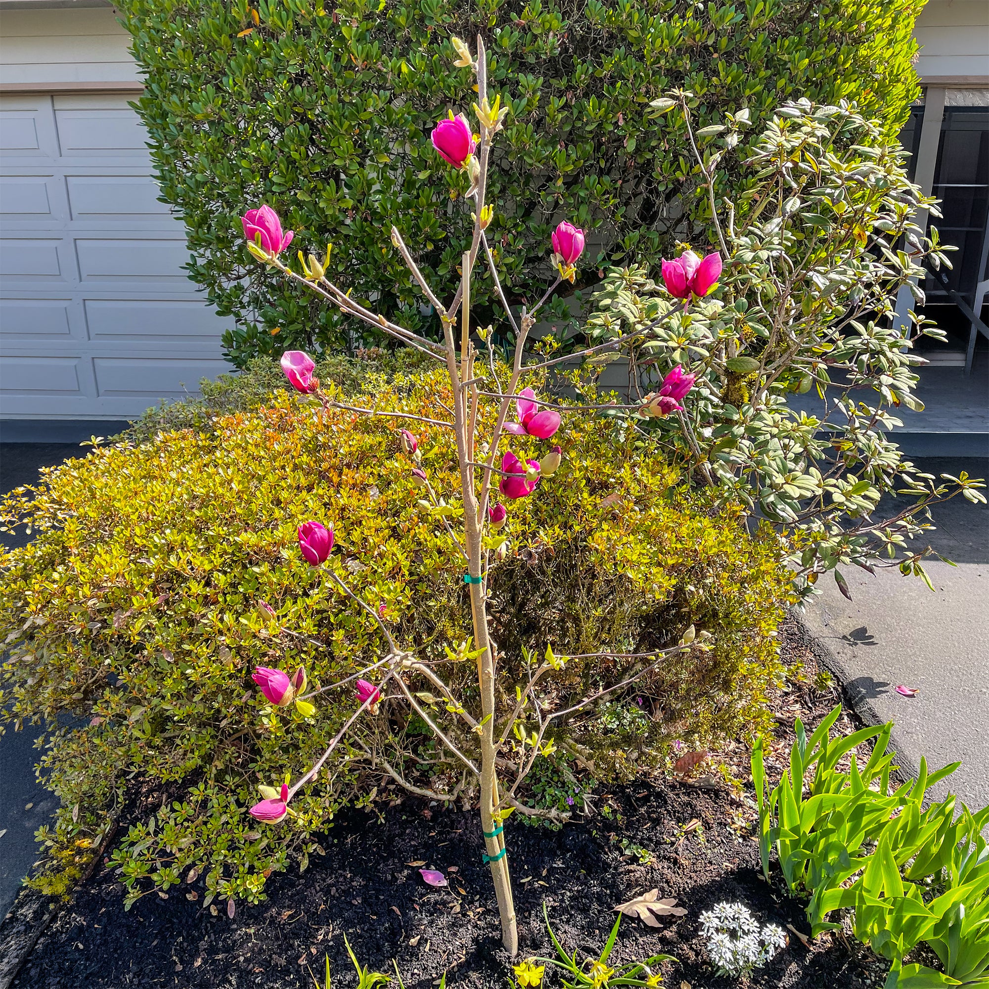 Magnolia Genie - Image 5
