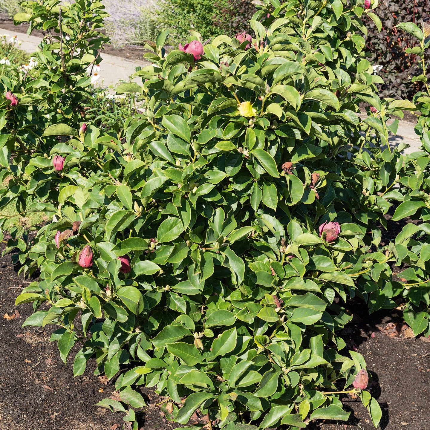 Magnolia Genie - Image 7