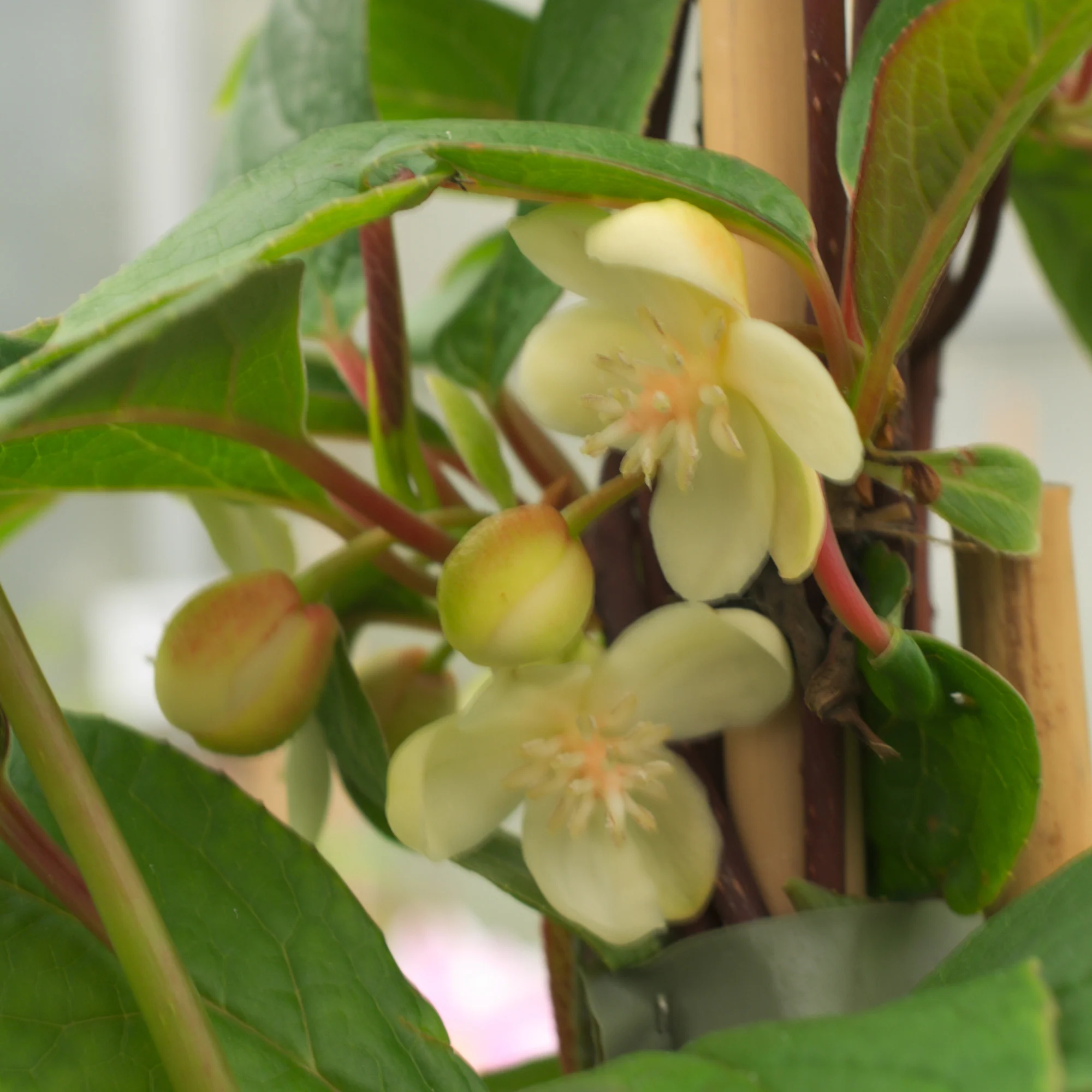 Magnolia grimpant