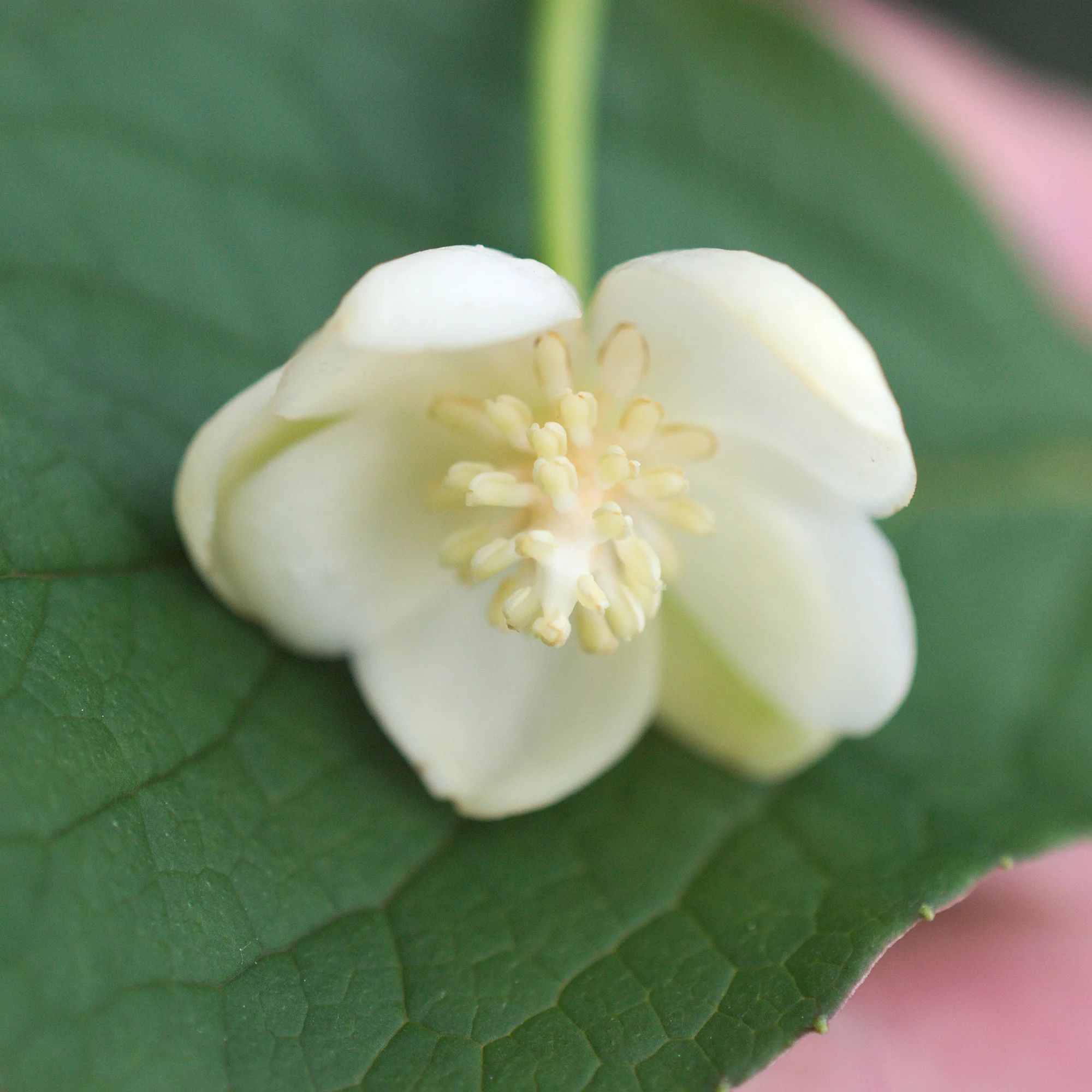 Magnolia grimpant - Image 2