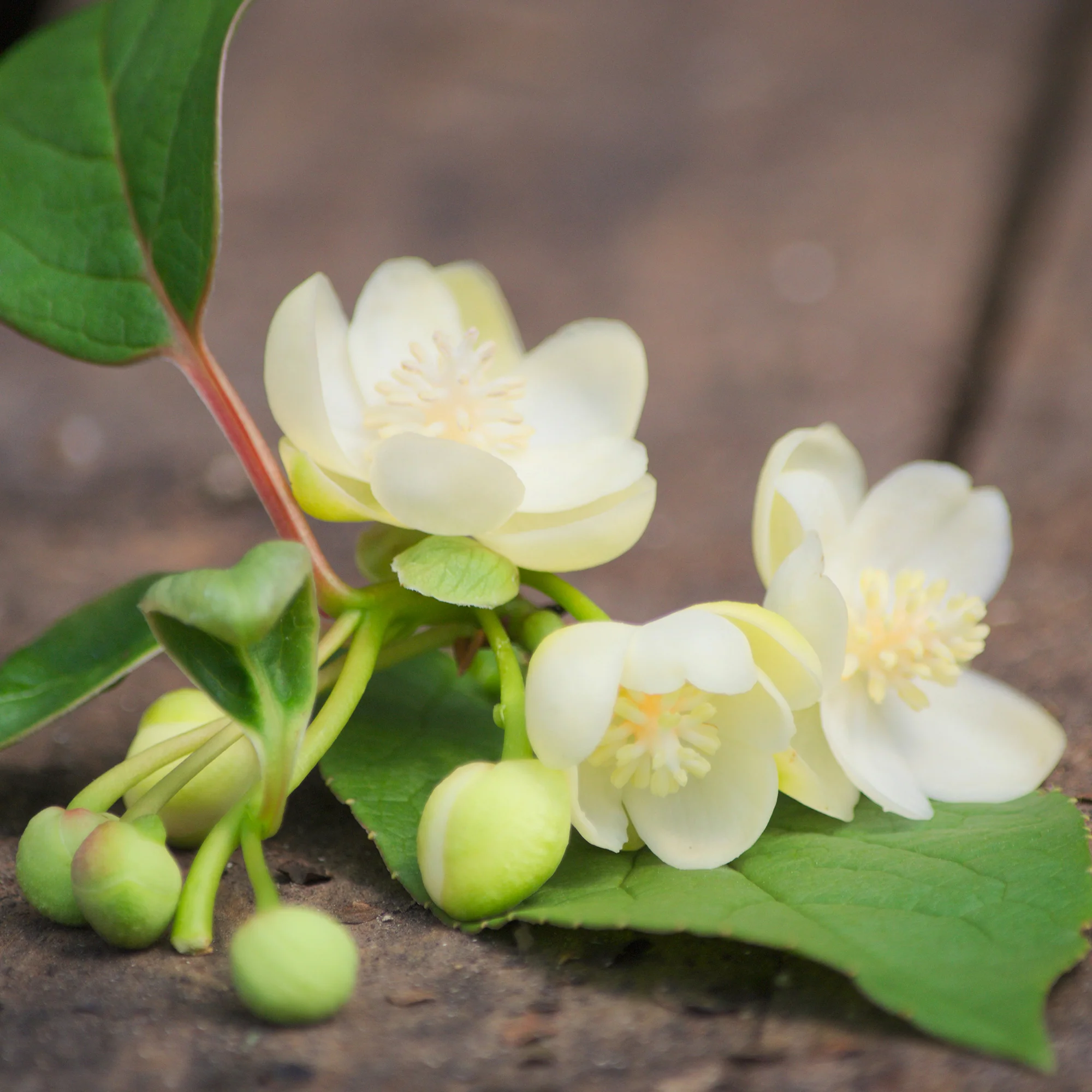 Magnolia grimpant - Image 3