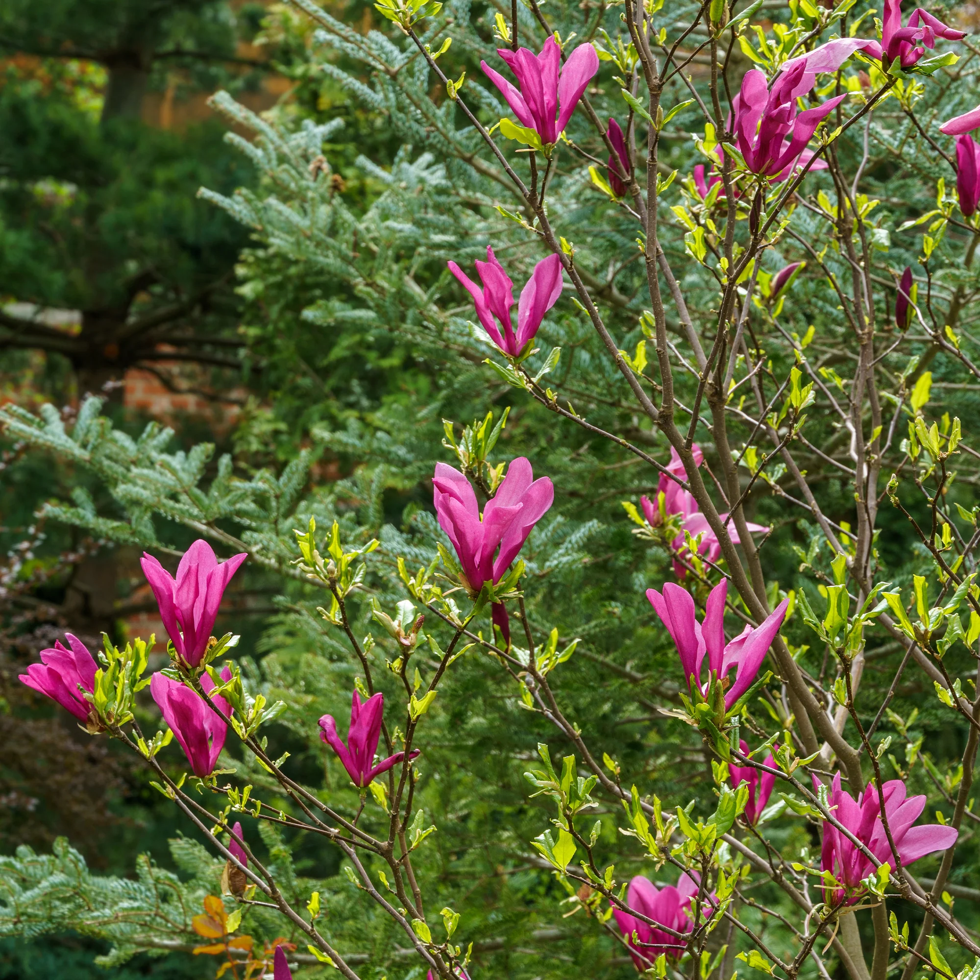 Magnolia Susan