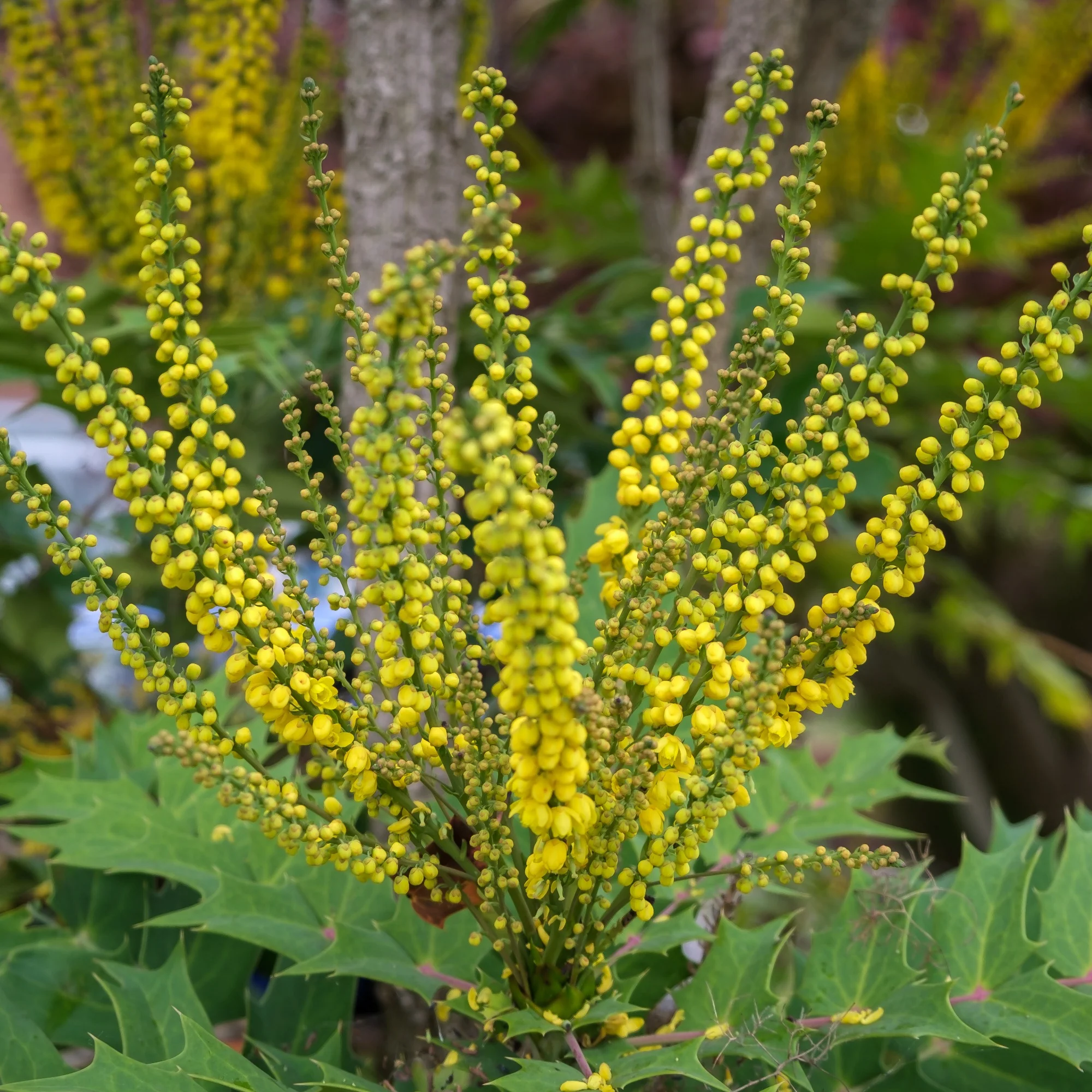 Mahonia Charity sur tige - Image 2
