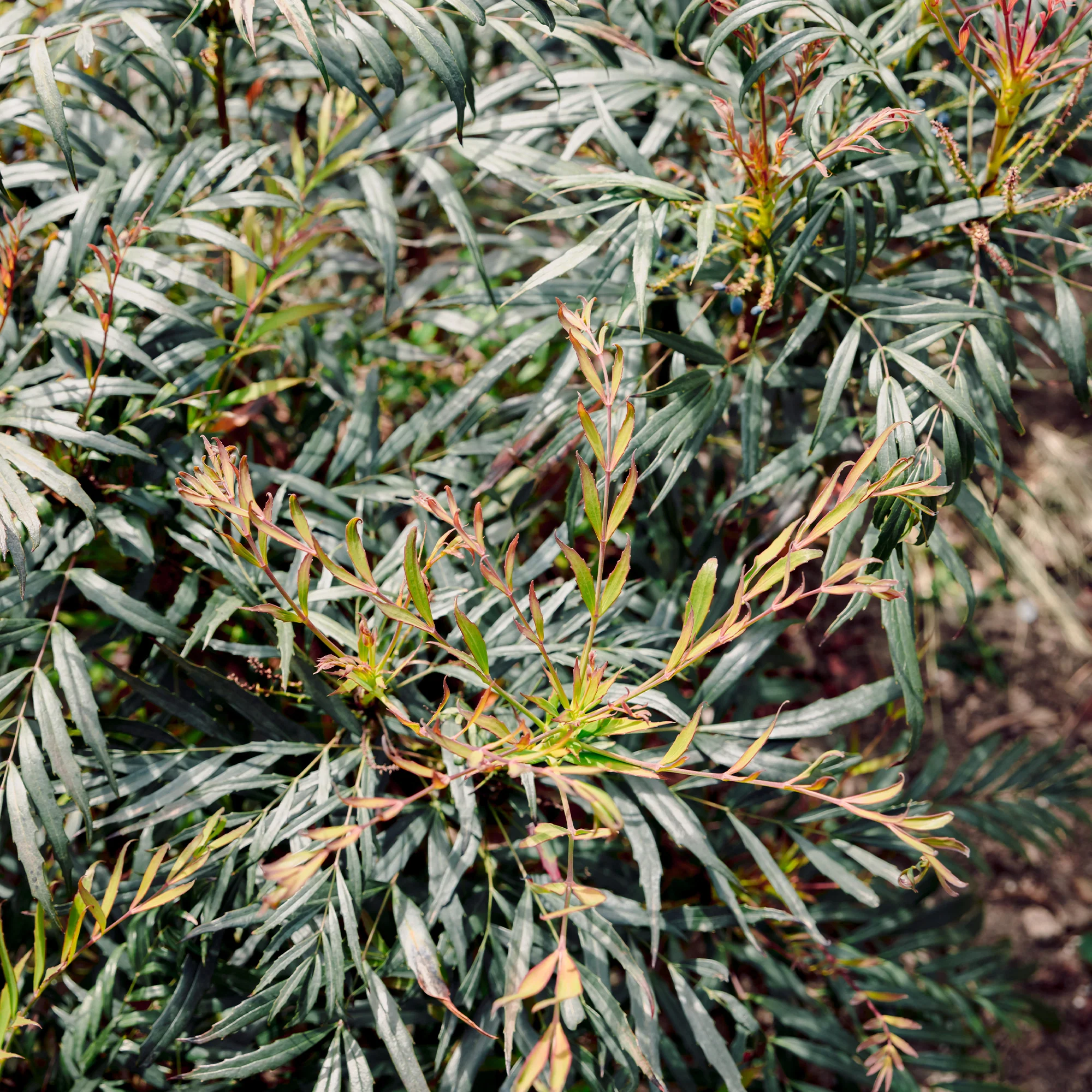 Mahonia confusa Narihira