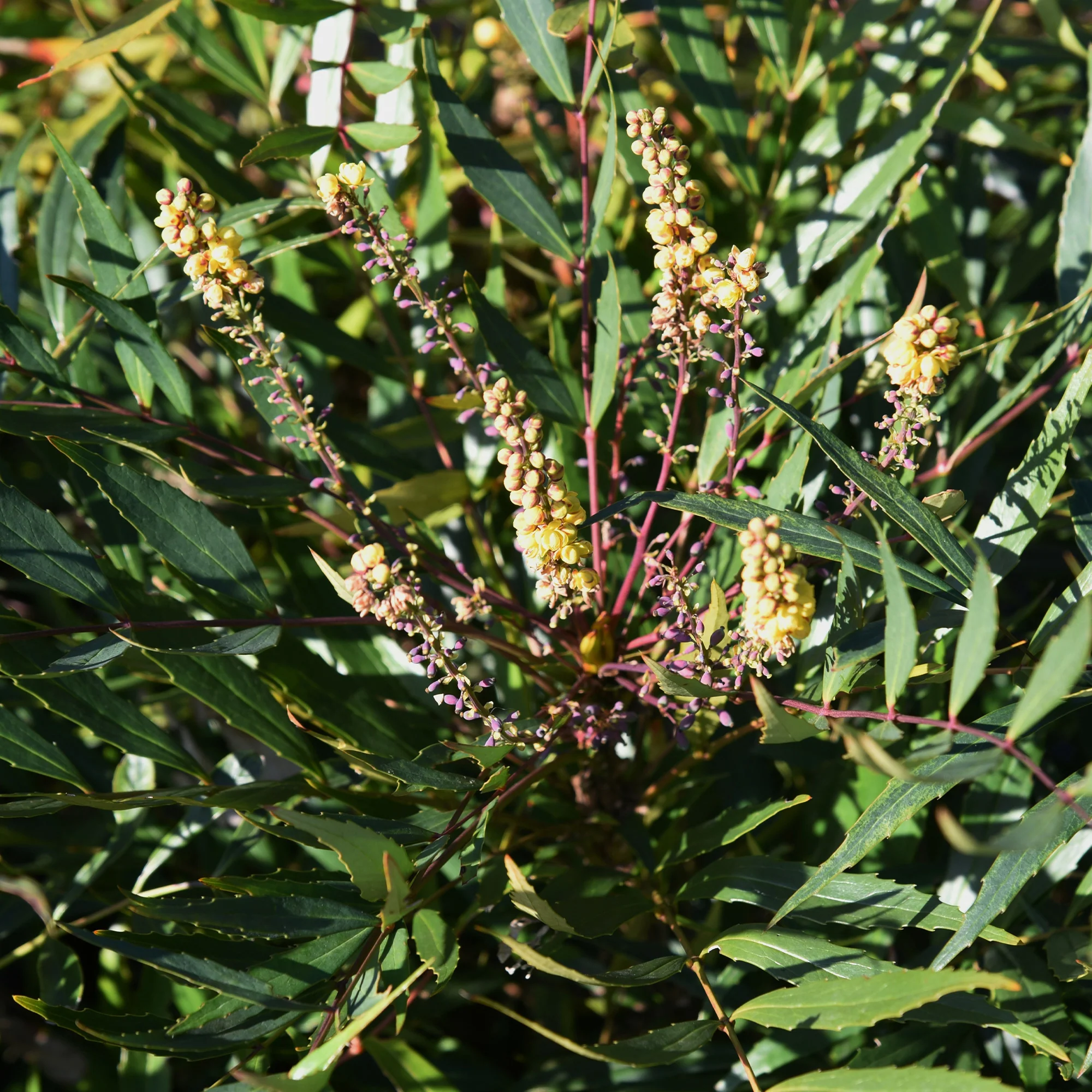 Mahonia confusa Narihira - Image 2