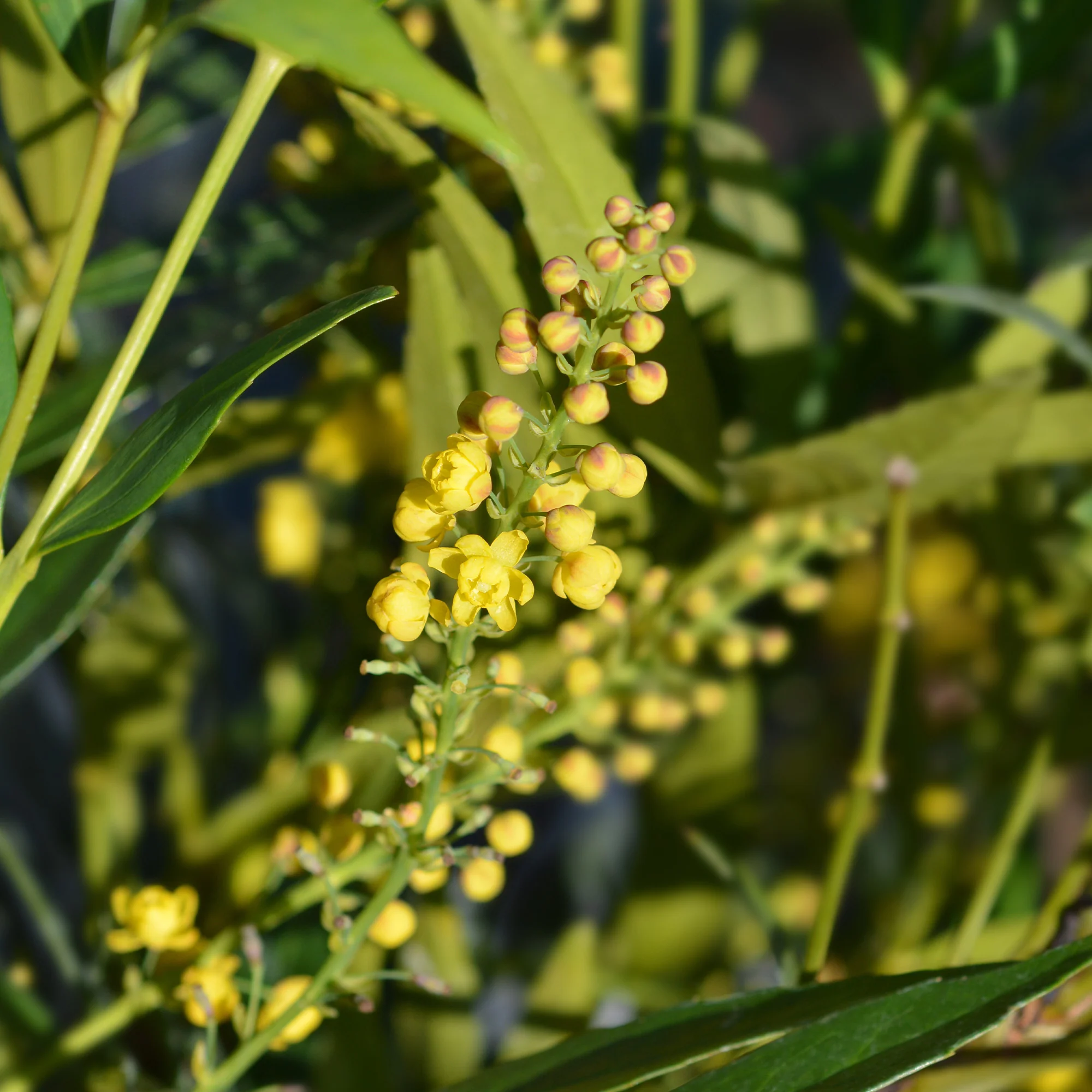 Mahonia confusa Narihira - Image 3