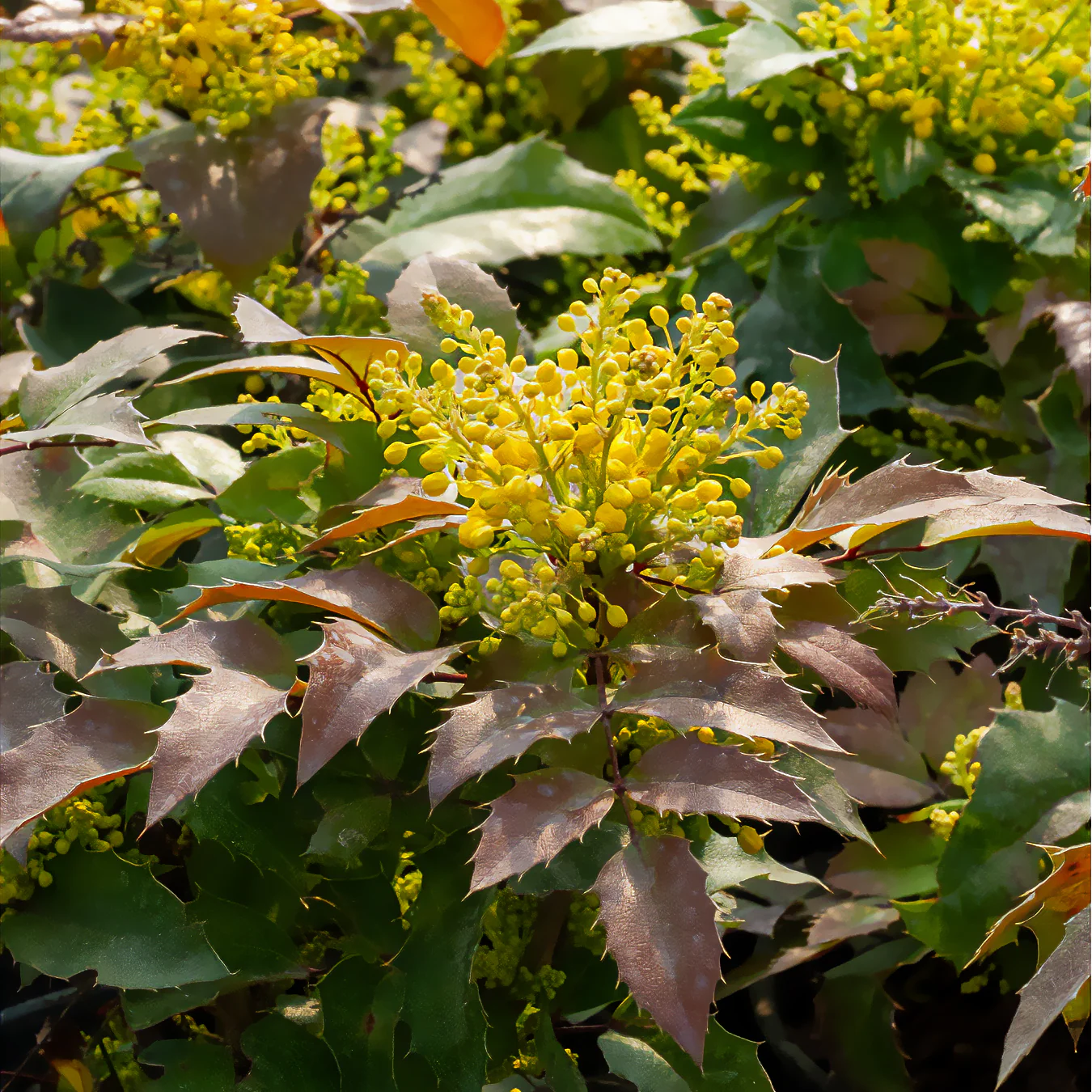 Mahonia Apollo - Image 3
