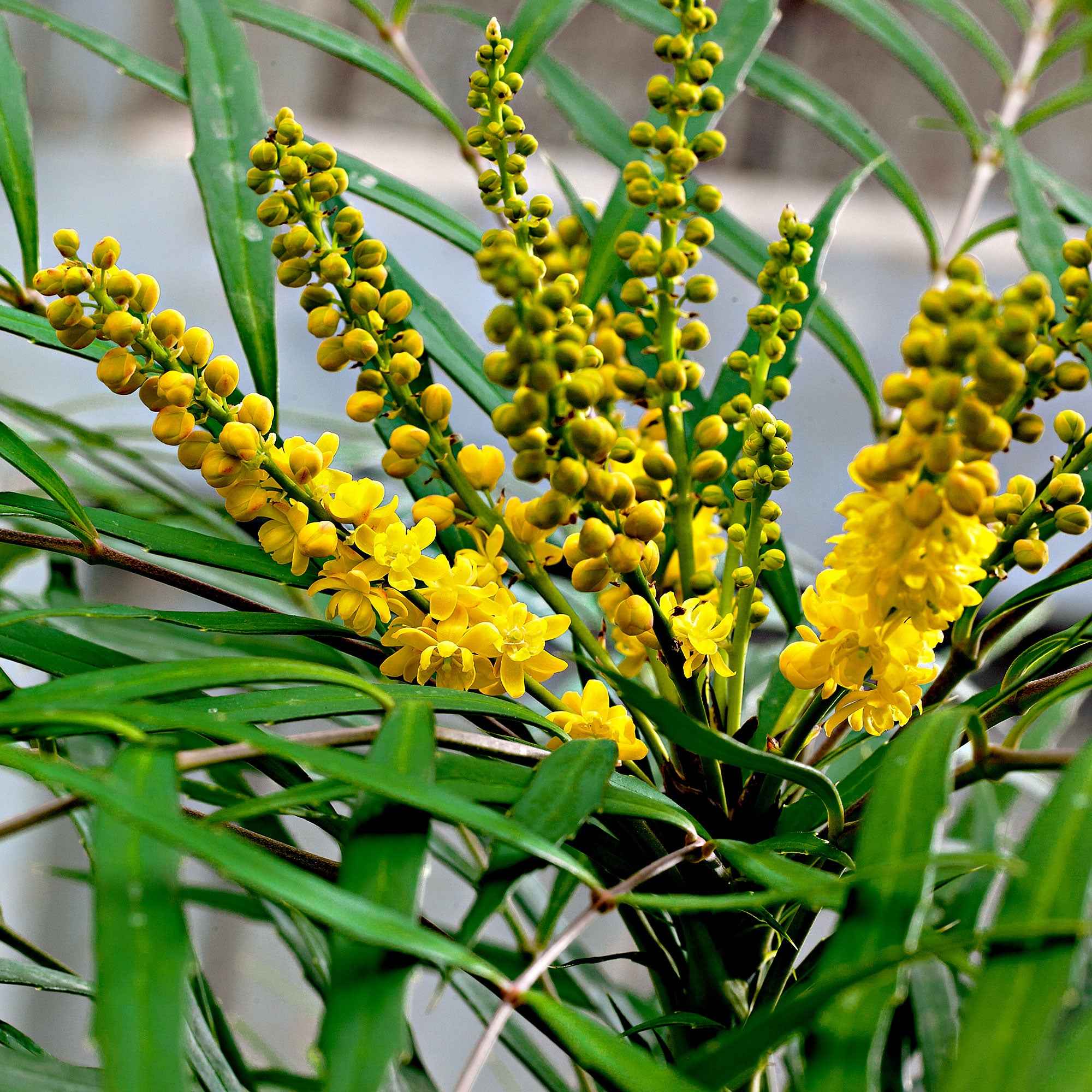 Mahonia 'Soft Caress'
