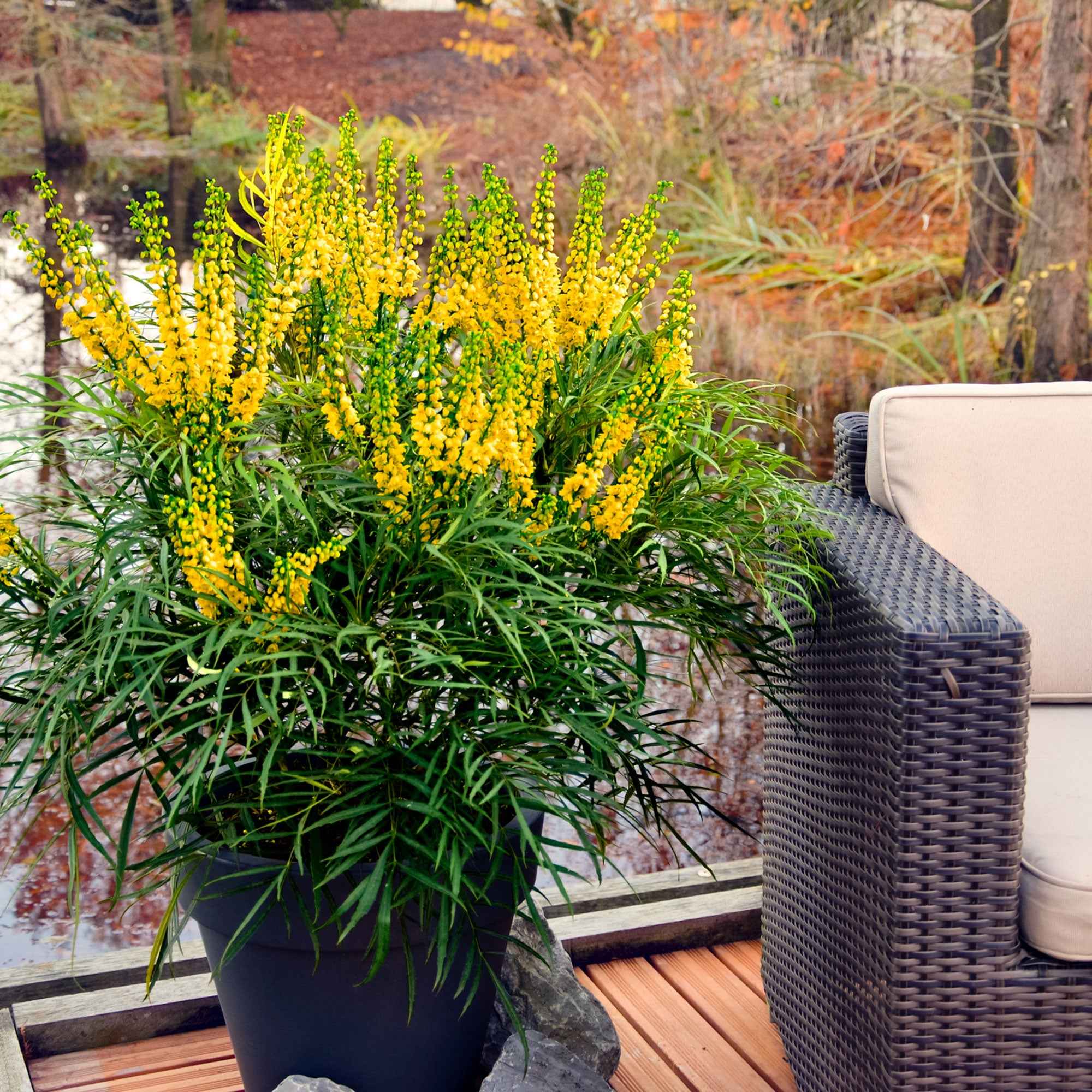 Mahonia 'Soft Caress' - Image 2