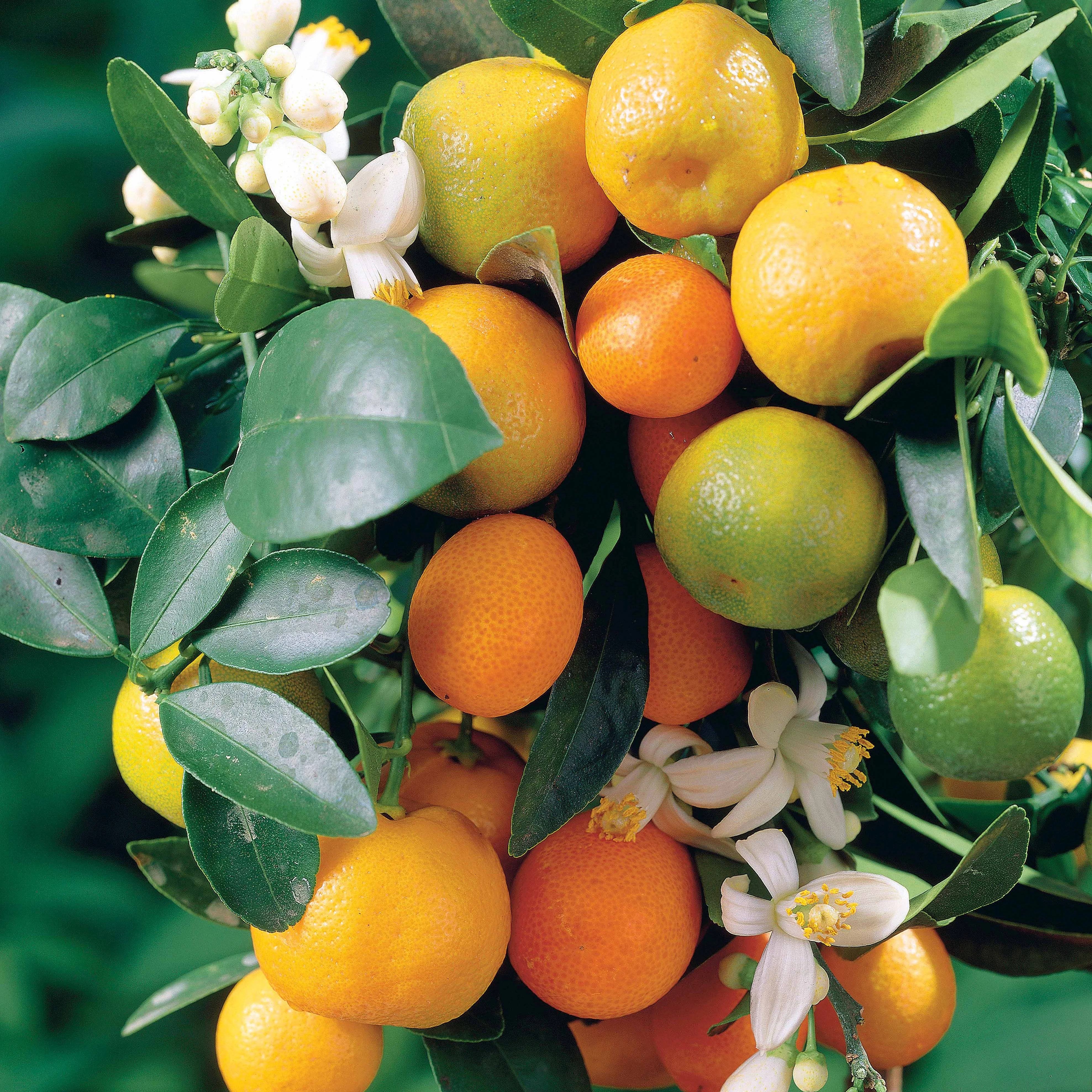 Mandarinier - Image 3