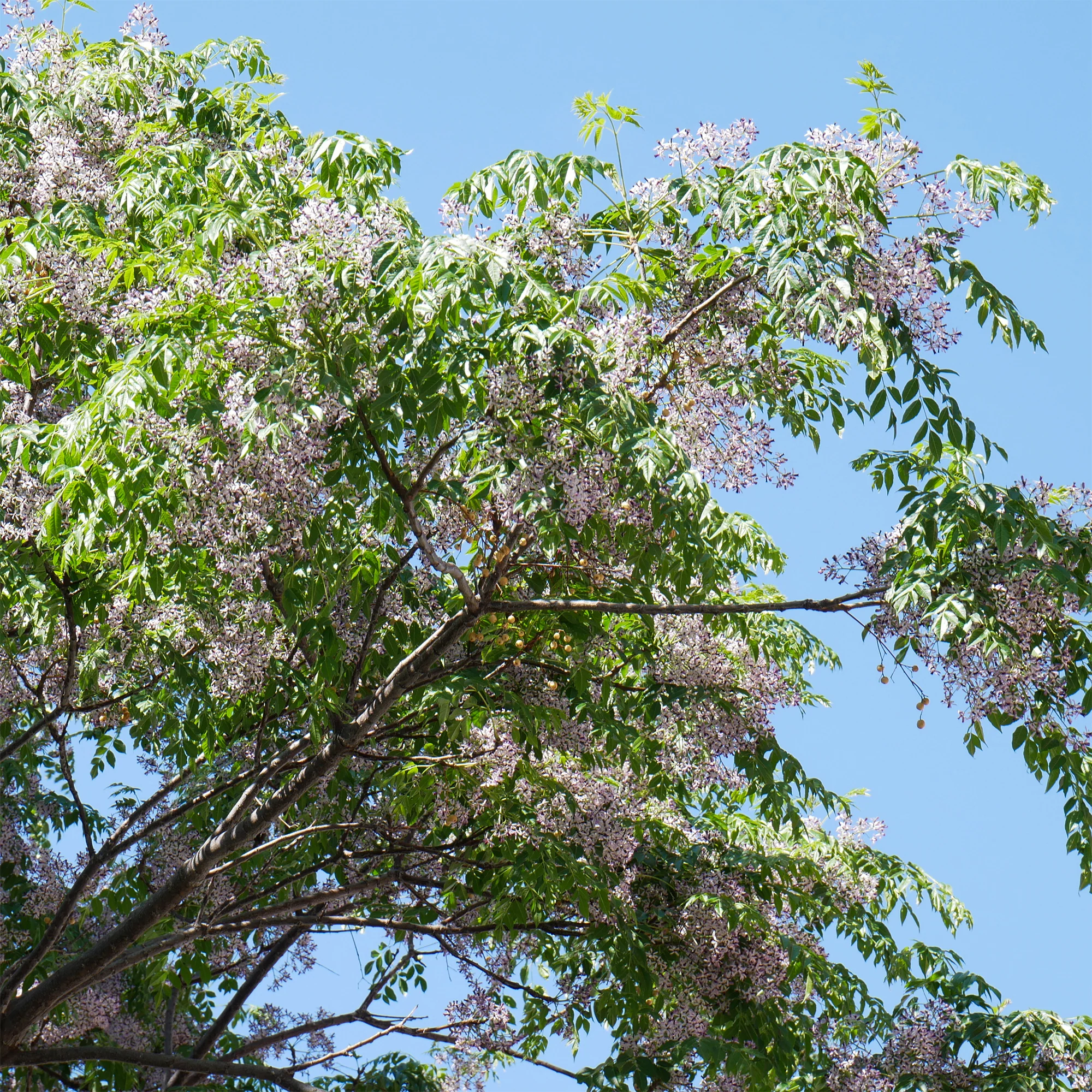 Margousier - Lilas de Perse - Image 4