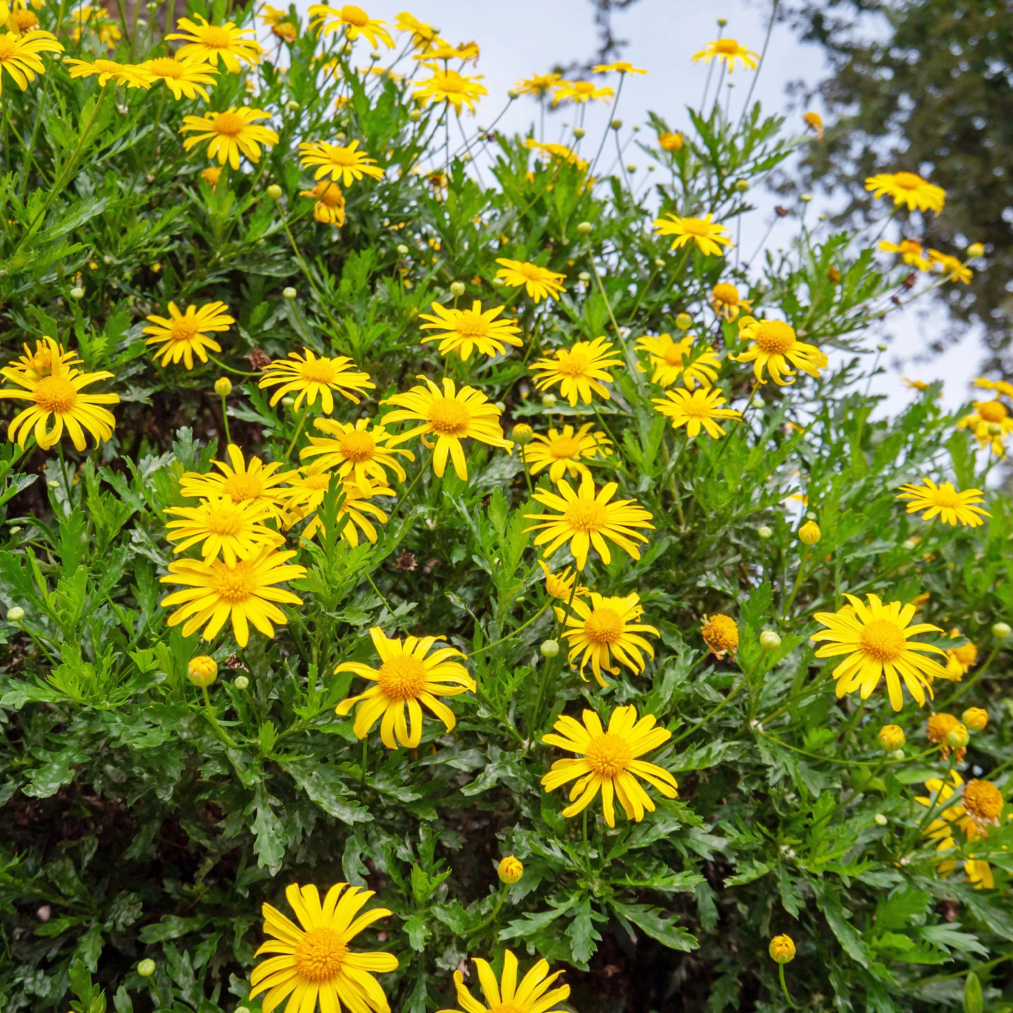 Marguerite de la savane - Euryops - Image 3