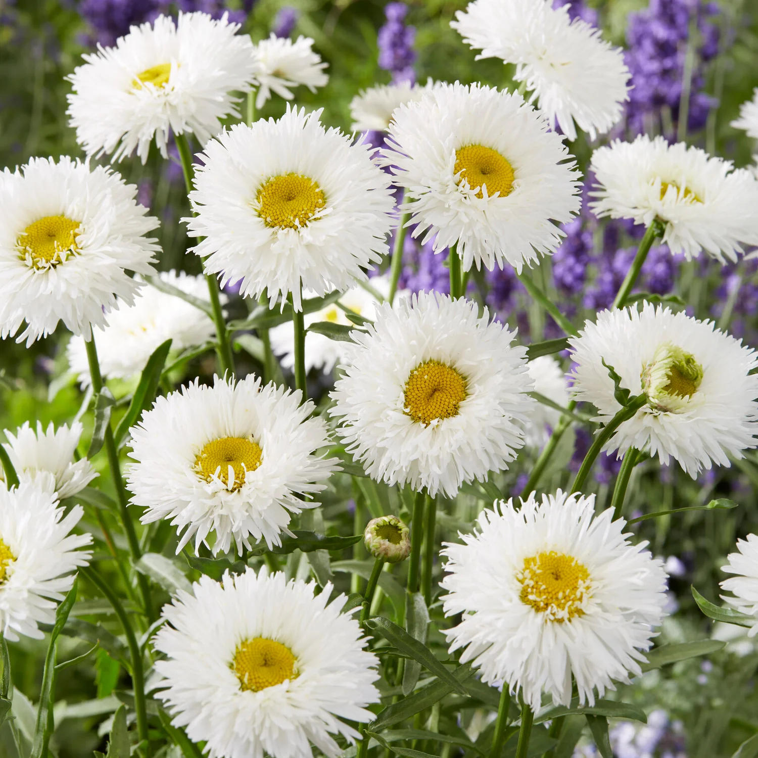 Marguerite d'été Laspider - Image 3