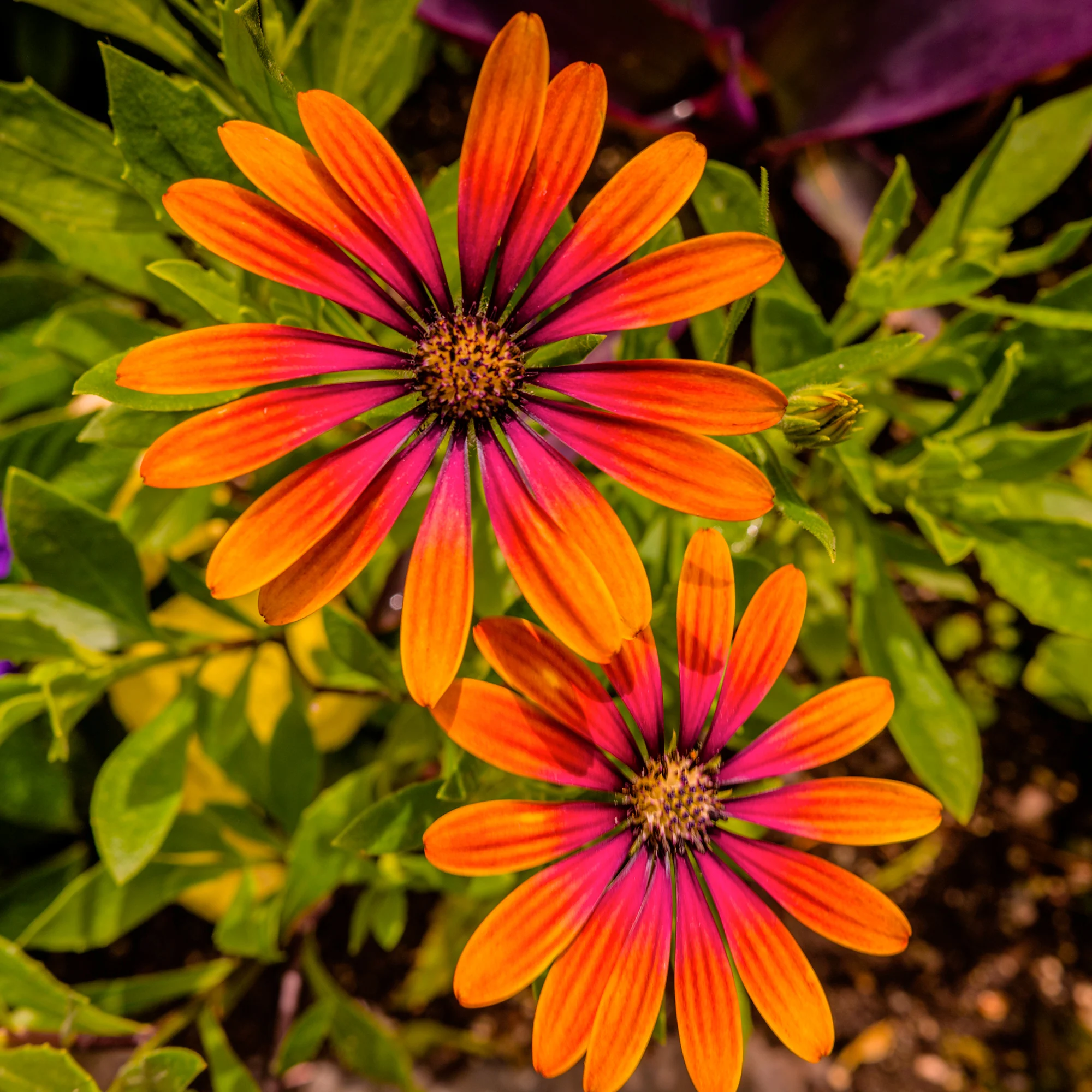 Marguerite du Cap Purple Sun - Osteospermum - Image 3