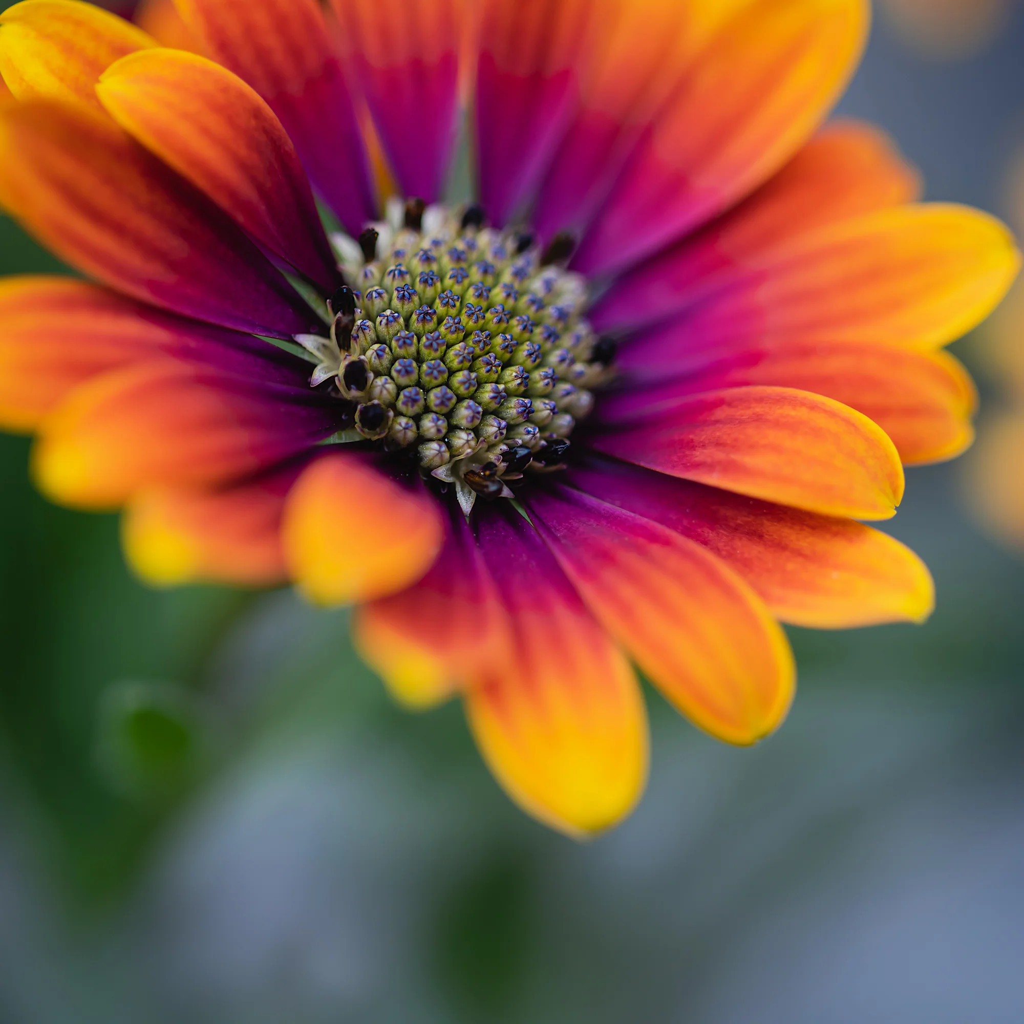 Marguerite du Cap Purple Sun - Osteospermum - Image 4