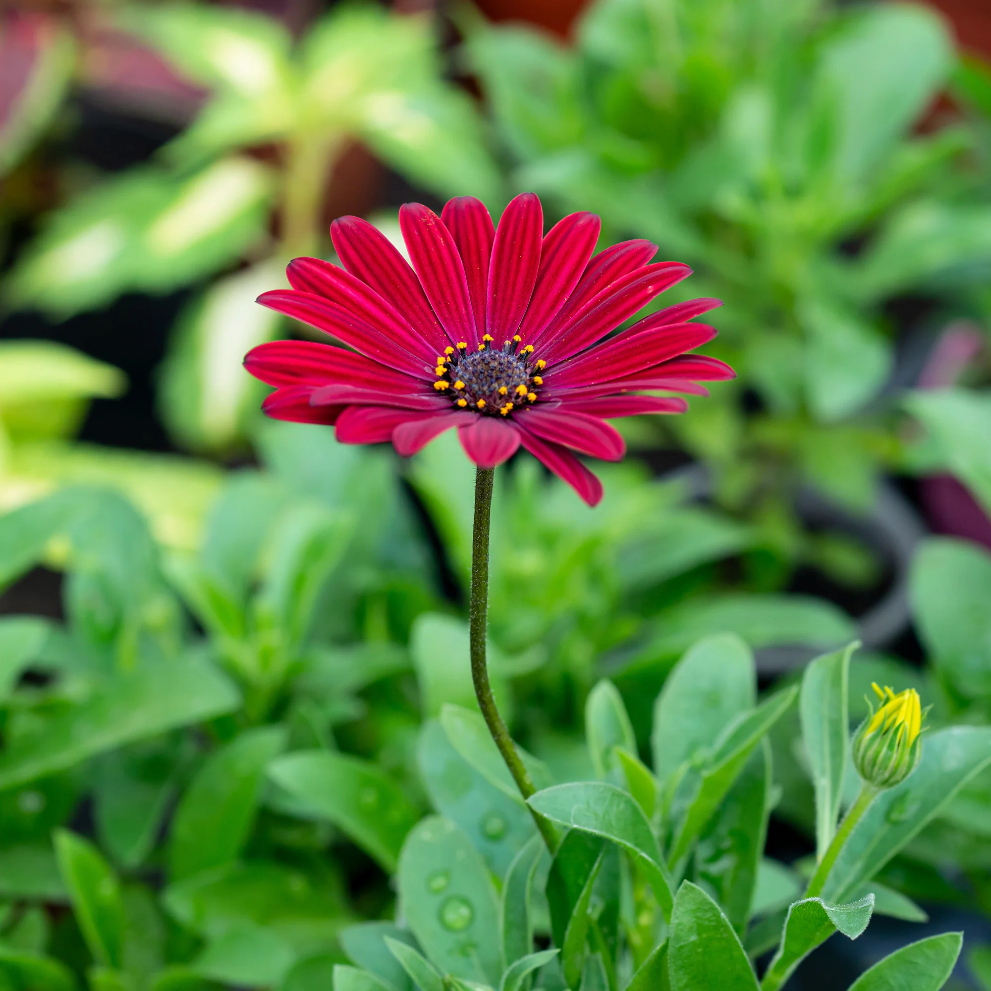 Marguerite du Cap rouge - Oestospermum