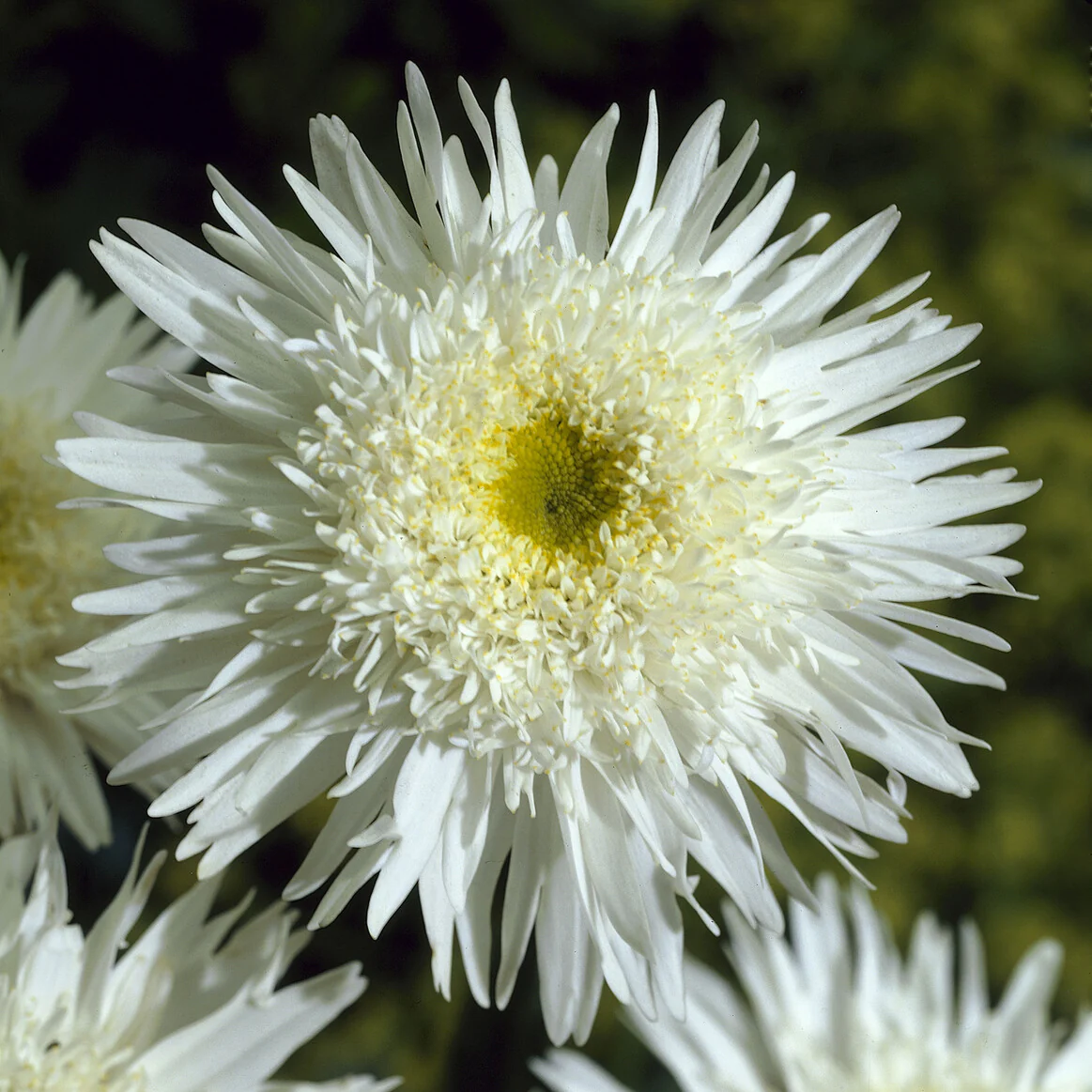 Marguerite 'Wirral Supreme' - Image 4
