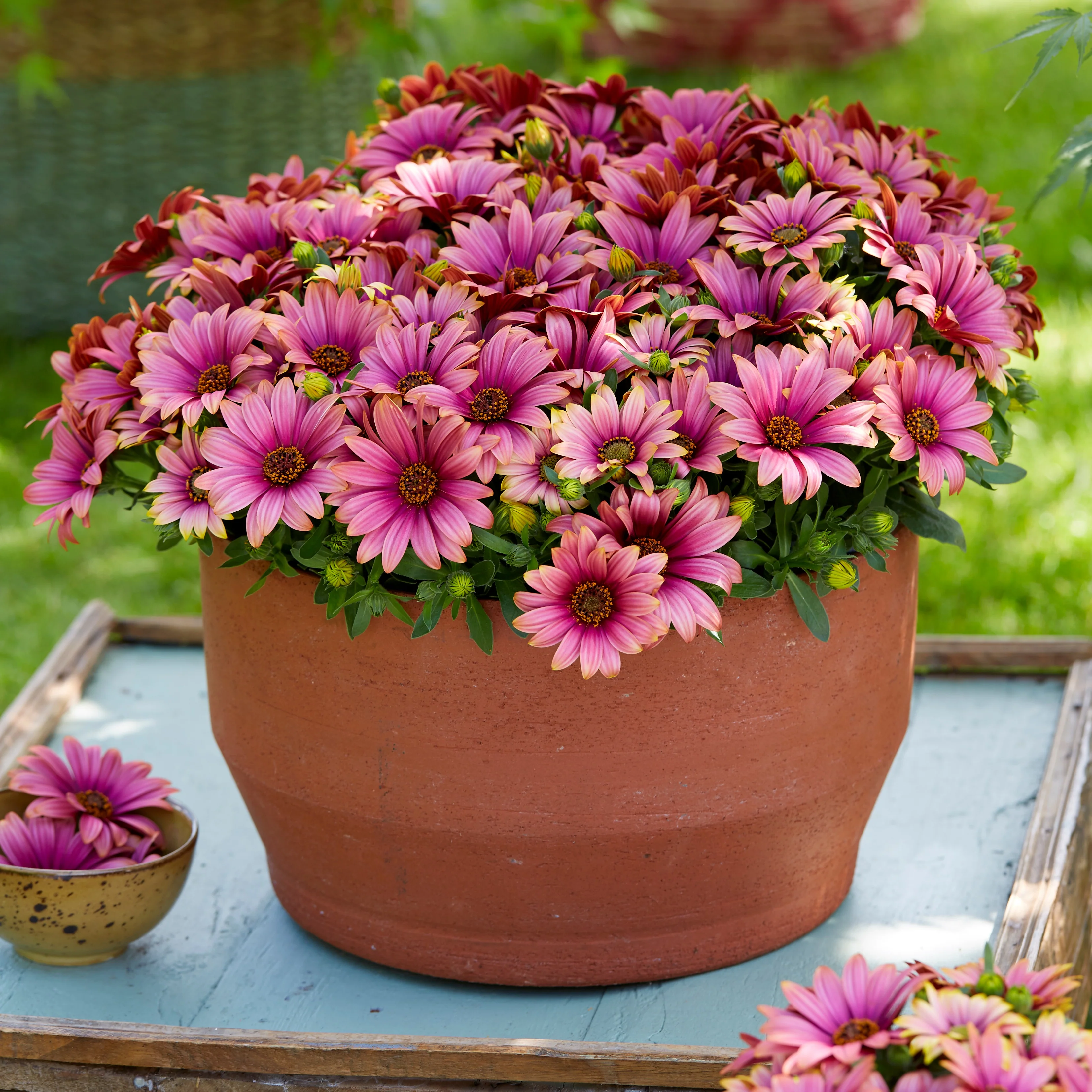 Marguerites du Cap bicolor (pourpre/blanc) - Image 2