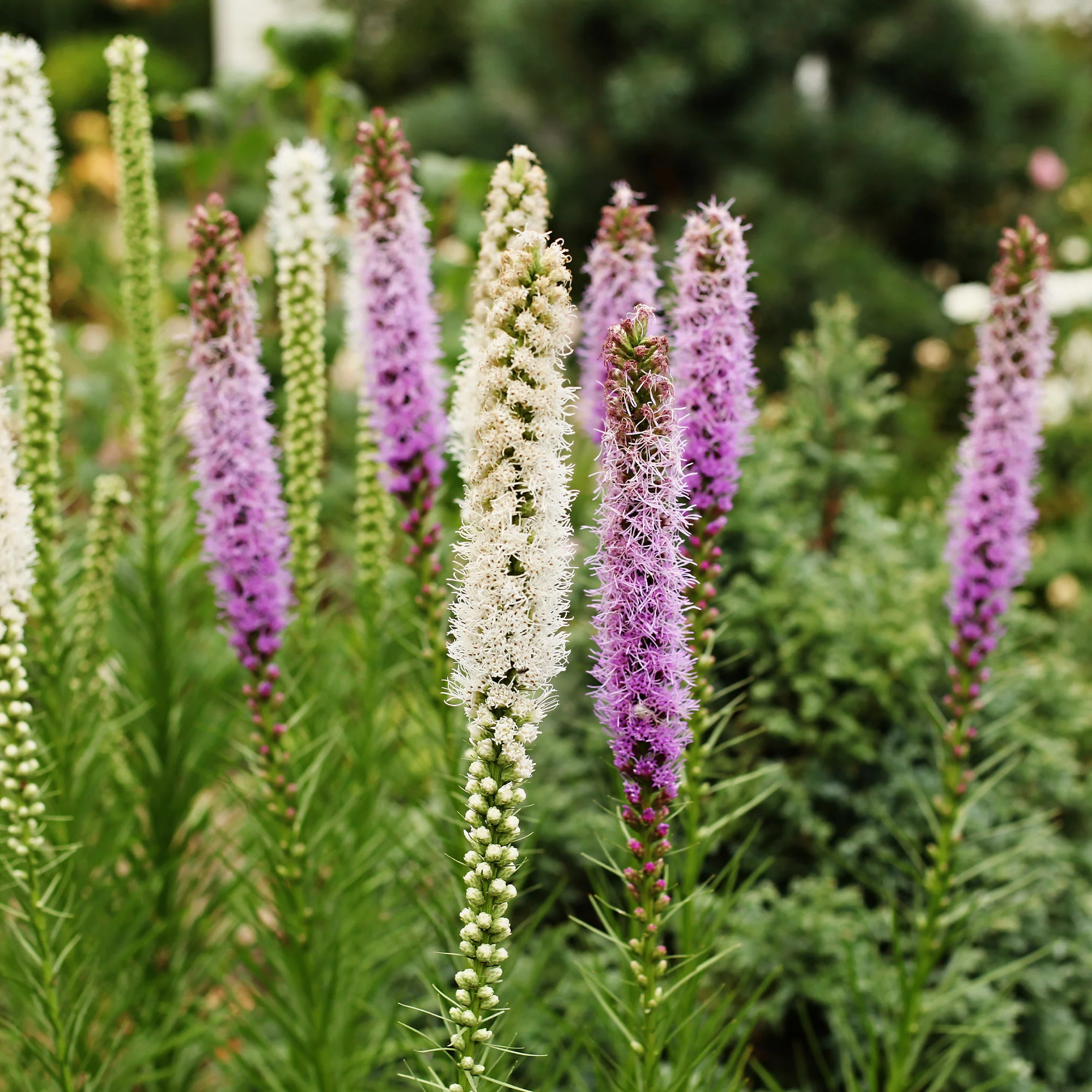 Massif de 50 plantes vivaces assorties - Superficie environ 6 m² - Image 2