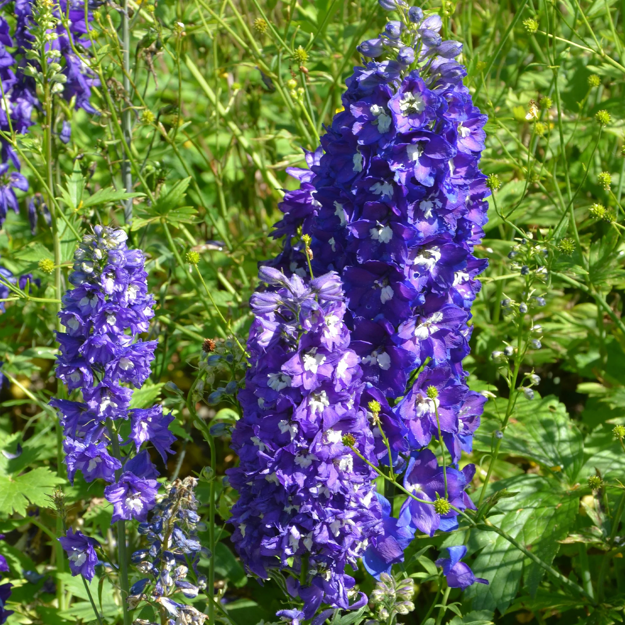 Massif de 50 plantes vivaces assorties - Superficie environ 6 m² - Image 3