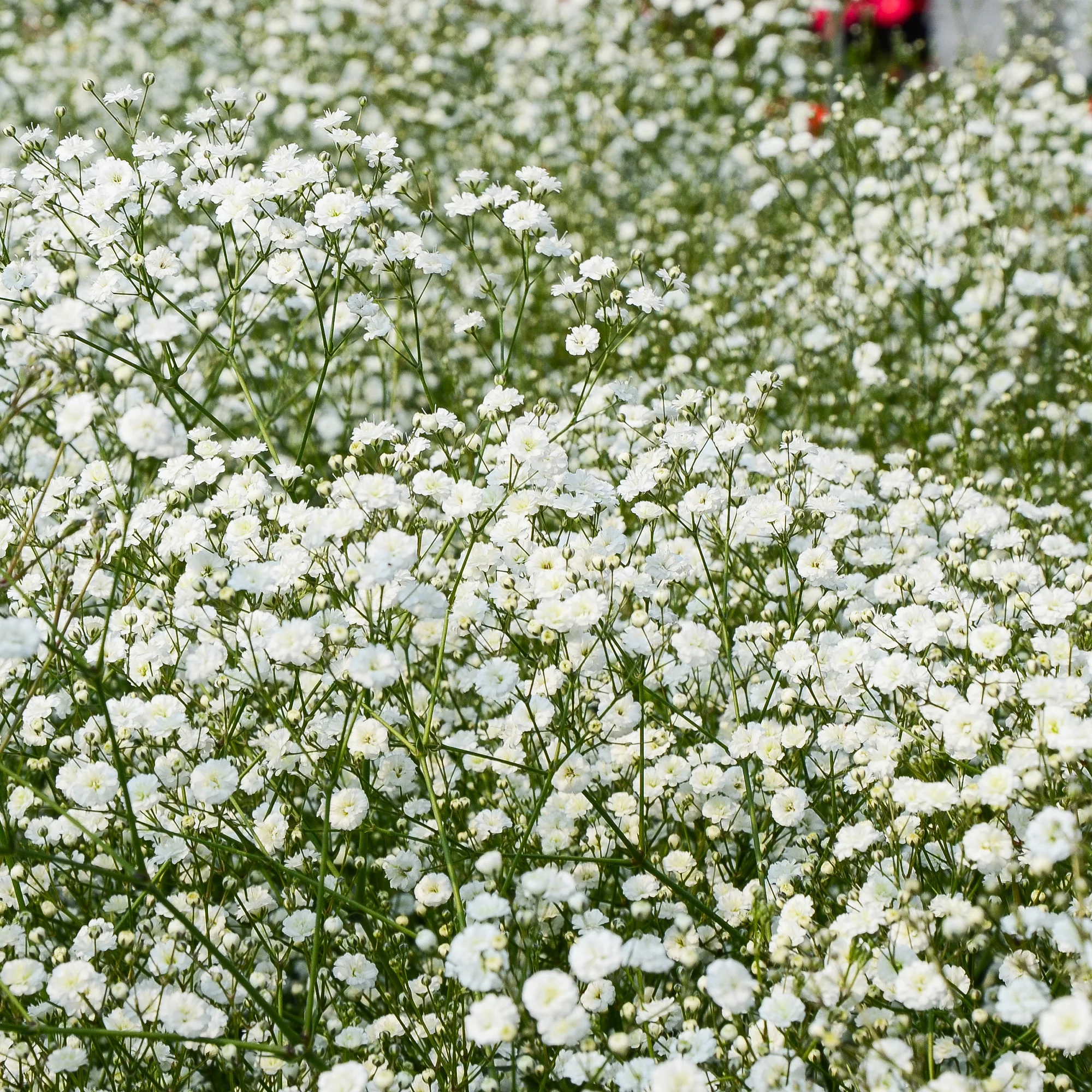 Massif de 50 plantes vivaces assorties - Superficie environ 6 m² - Image 5