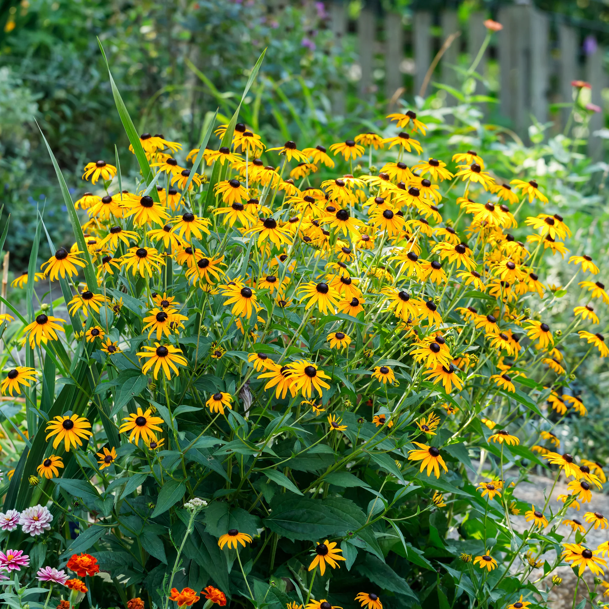 Massif de 50 plantes vivaces assorties - Superficie environ 6 m² - Image 8