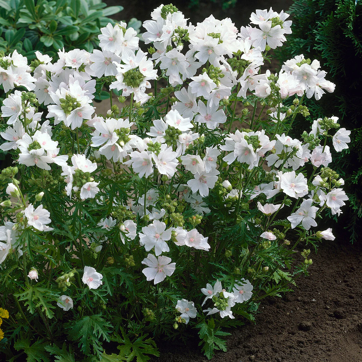 Mauve musquée blanche - Image 3