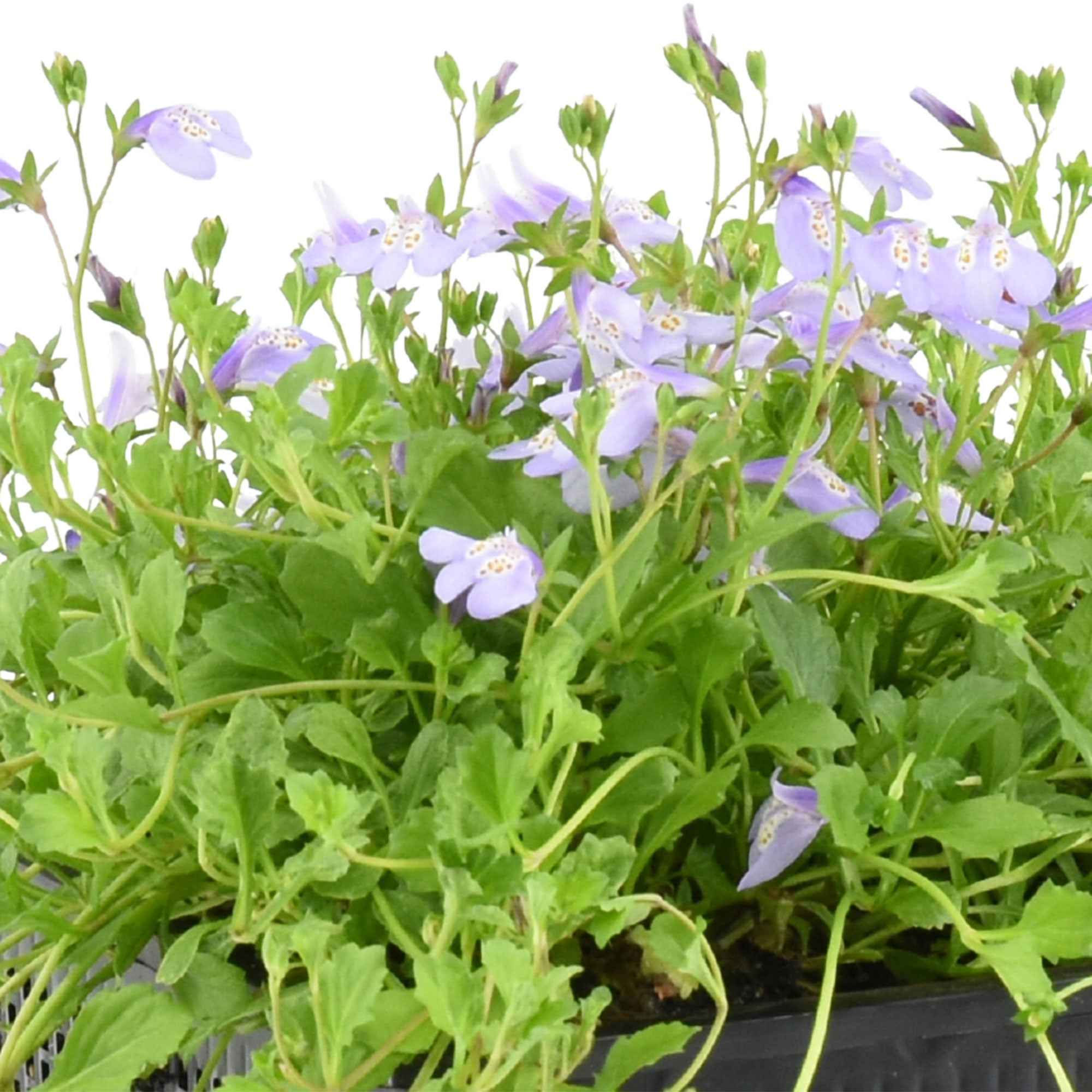Mazus reptans Blue