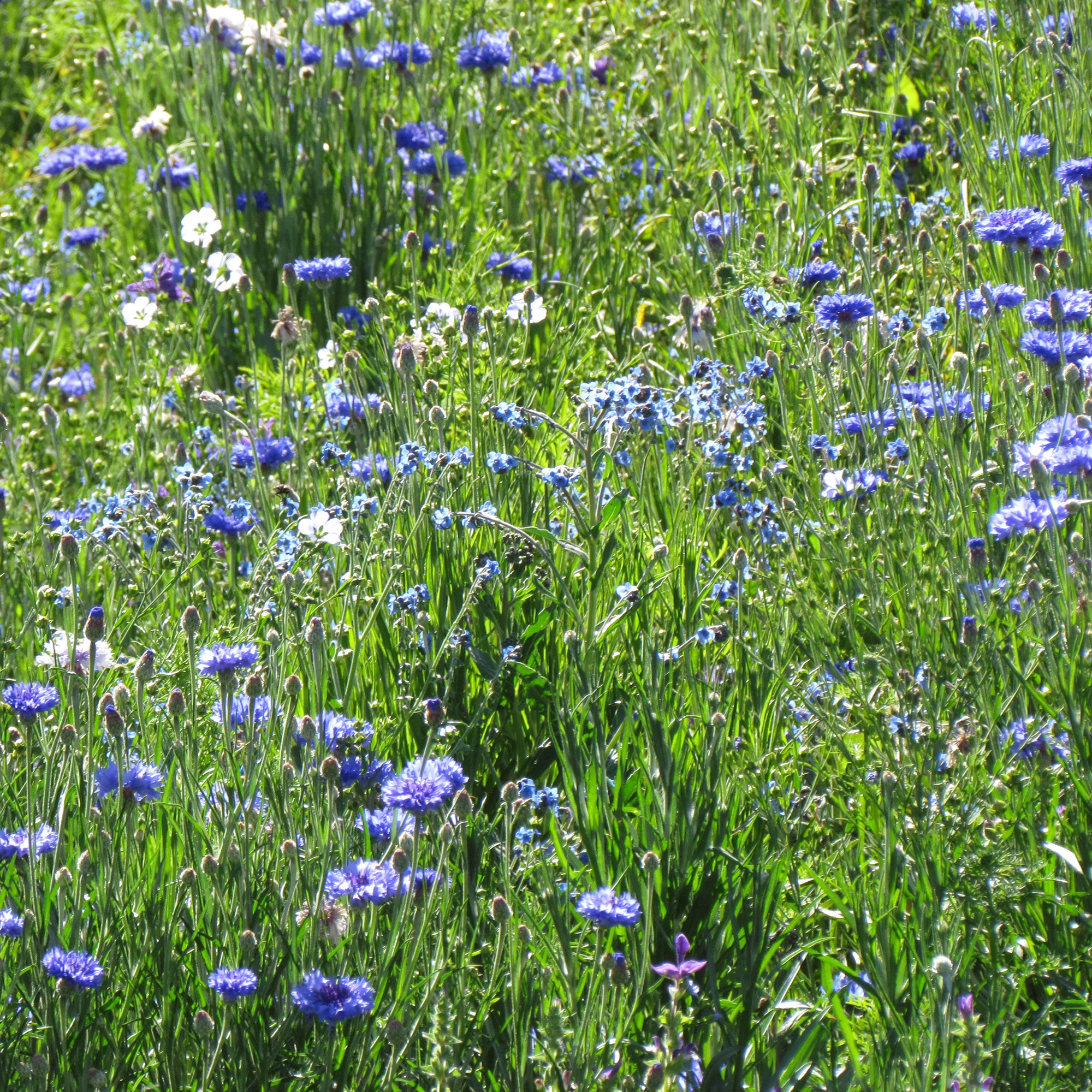 Mélange fleuris  bleu