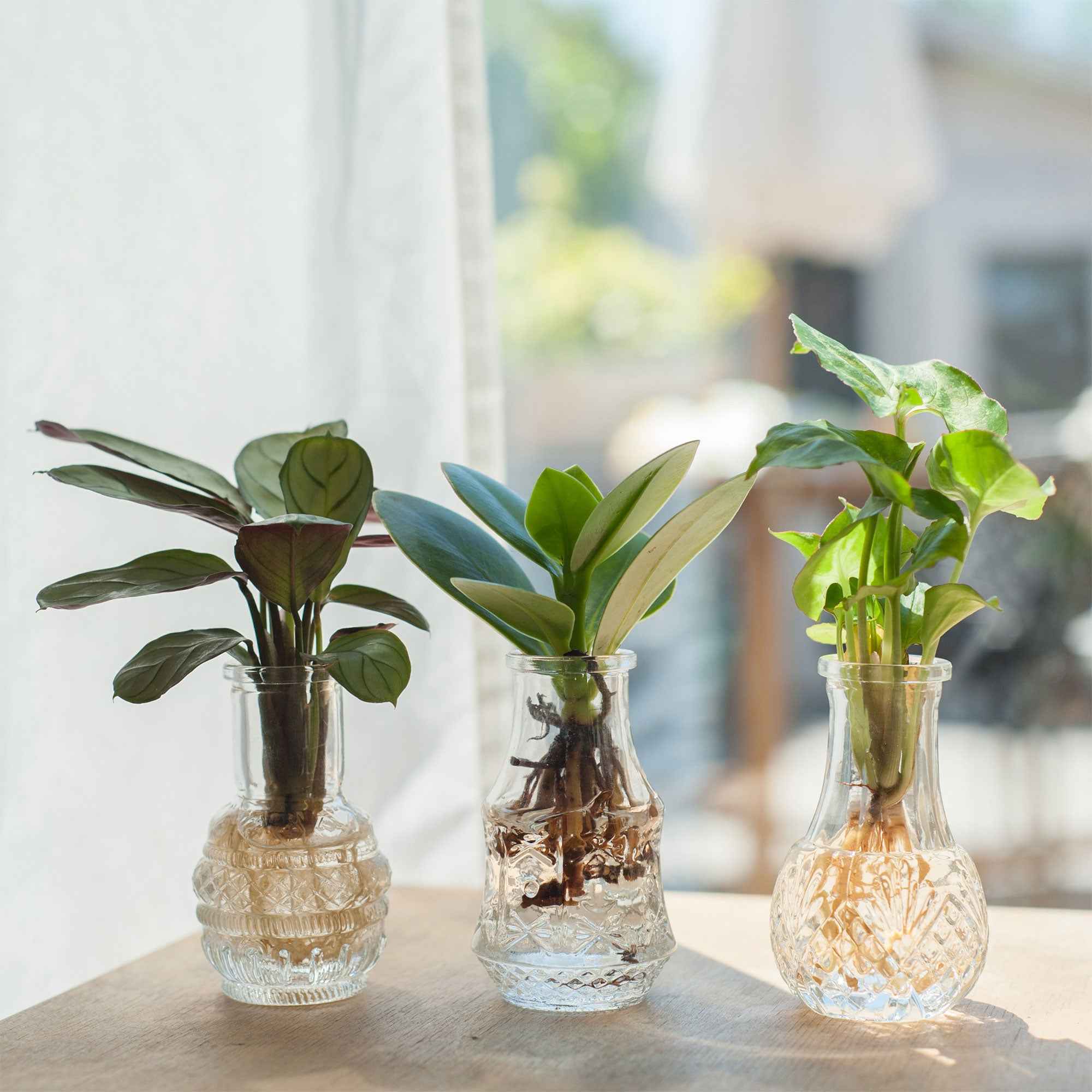 Mélange hydroponie et ses 3 vases