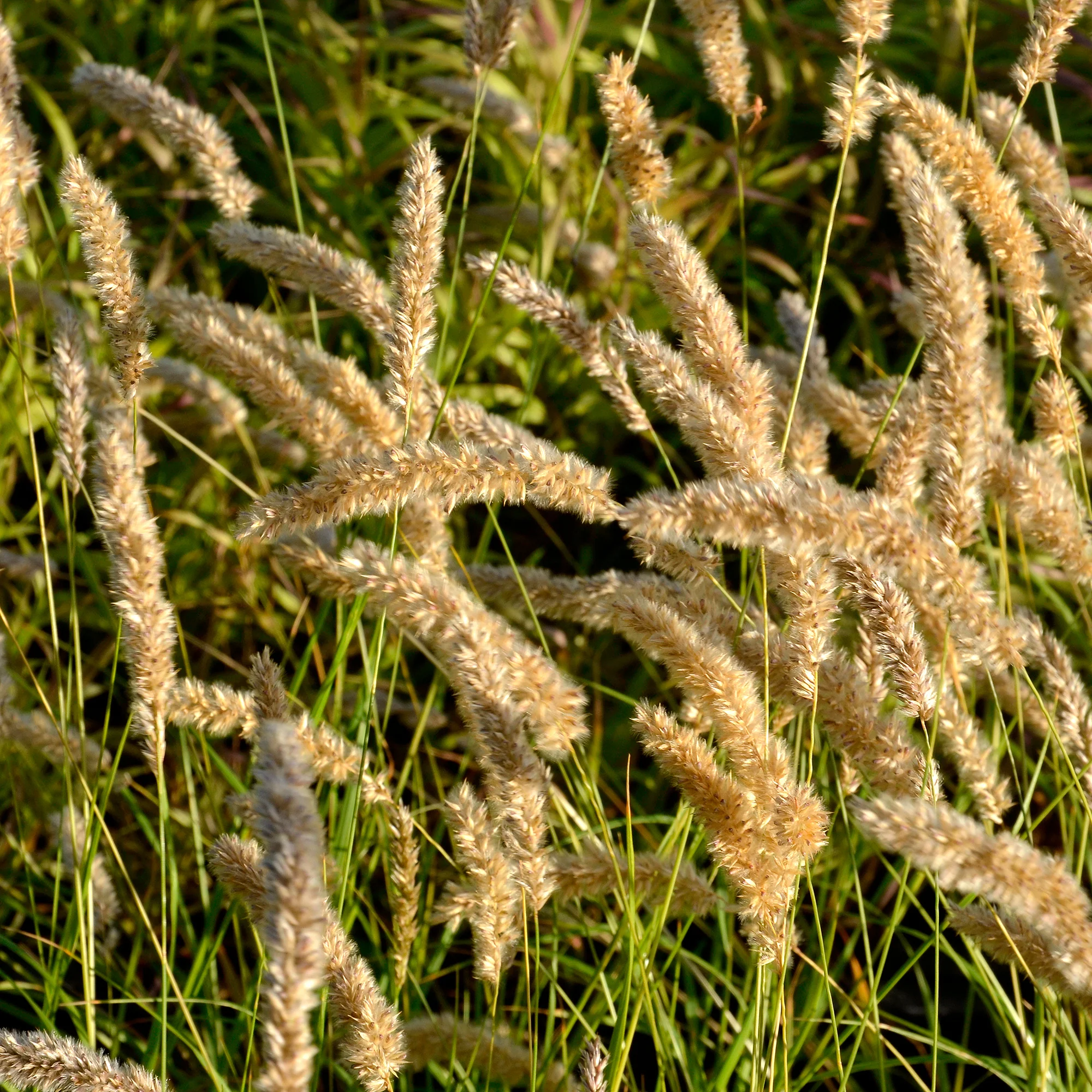 Mélique ciliée