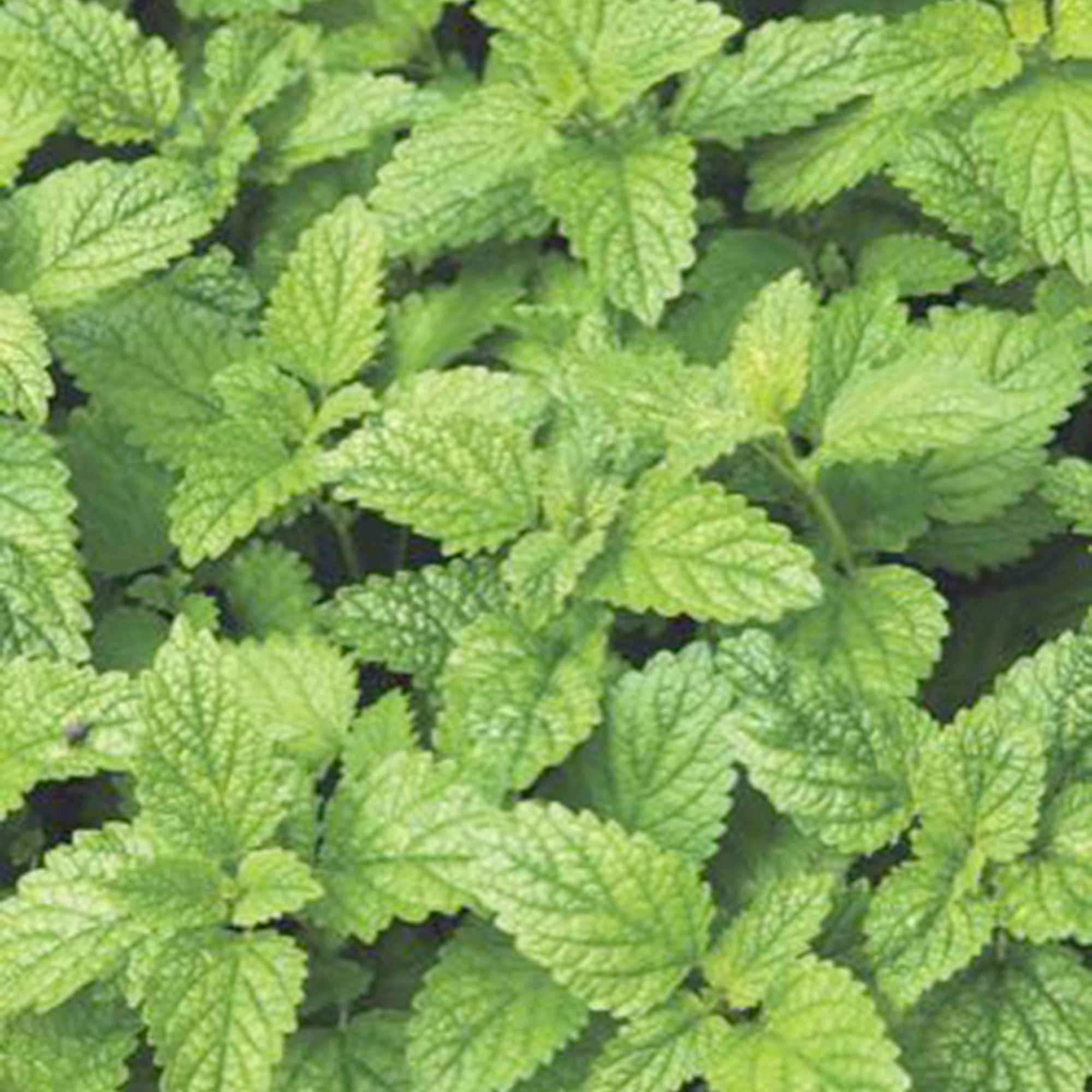 Mélisse citronnelle bio - Image 2