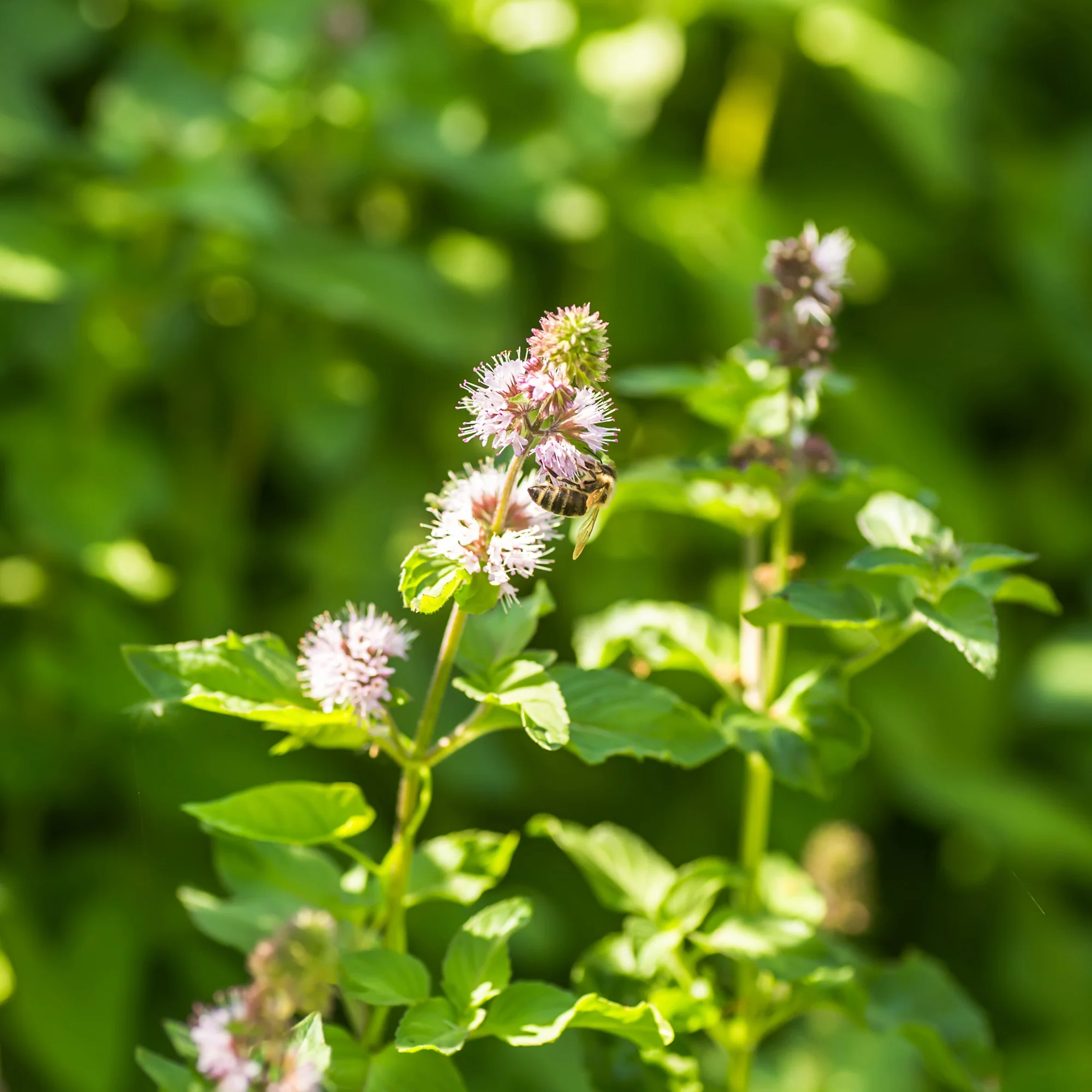 Menthe aquatique