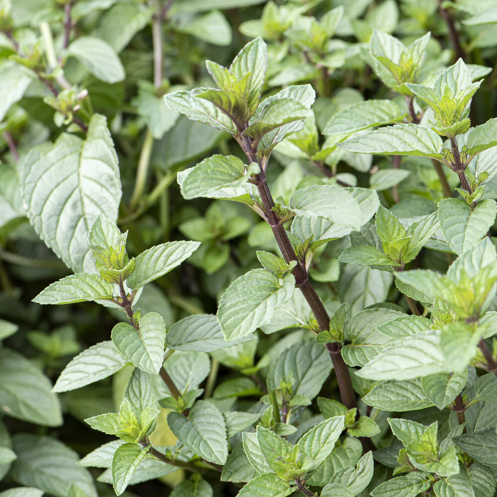Menthe chocolat - Image 2