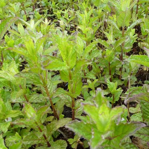 Menthe verte frisée
