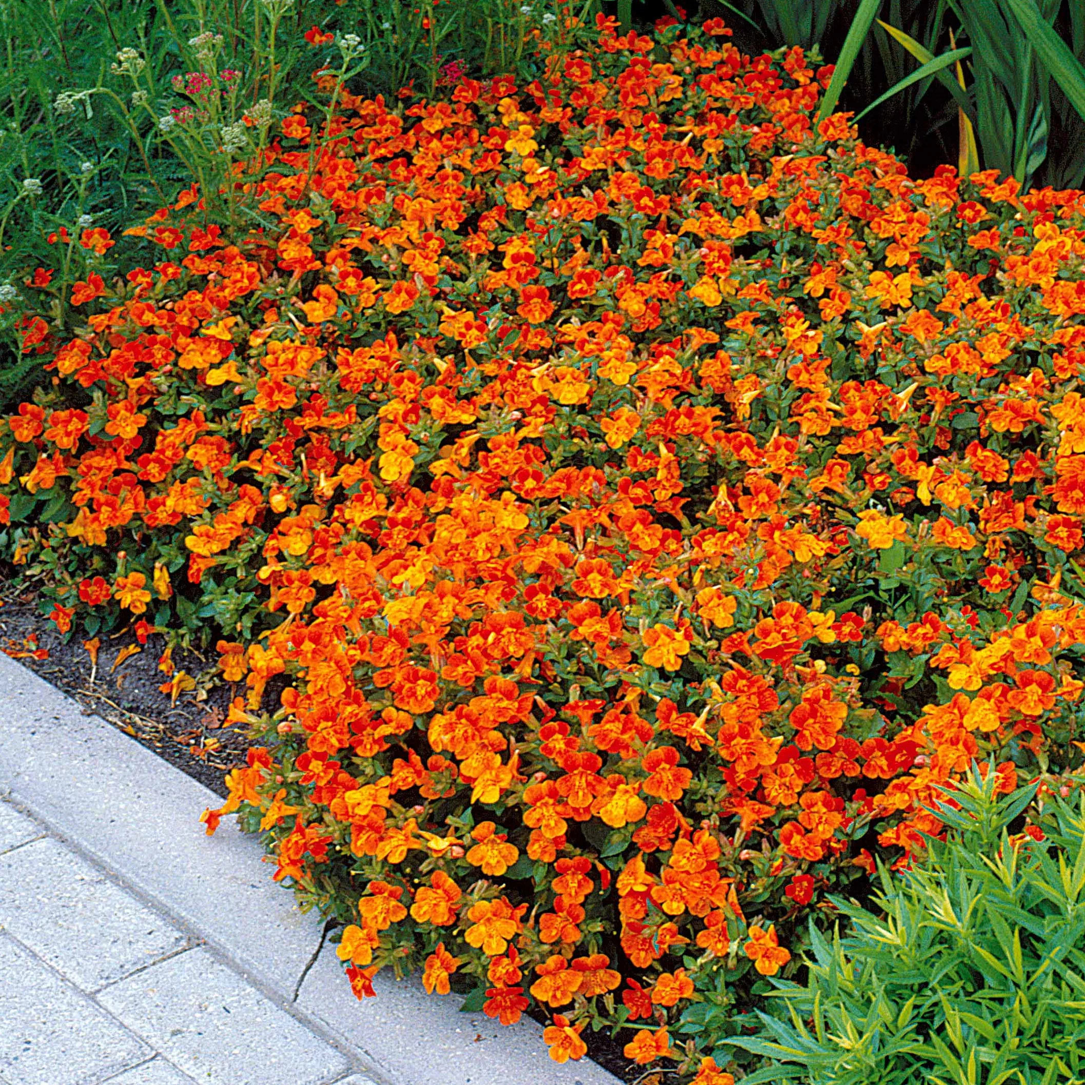 5 Mimulus Orange Glow - Image 2
