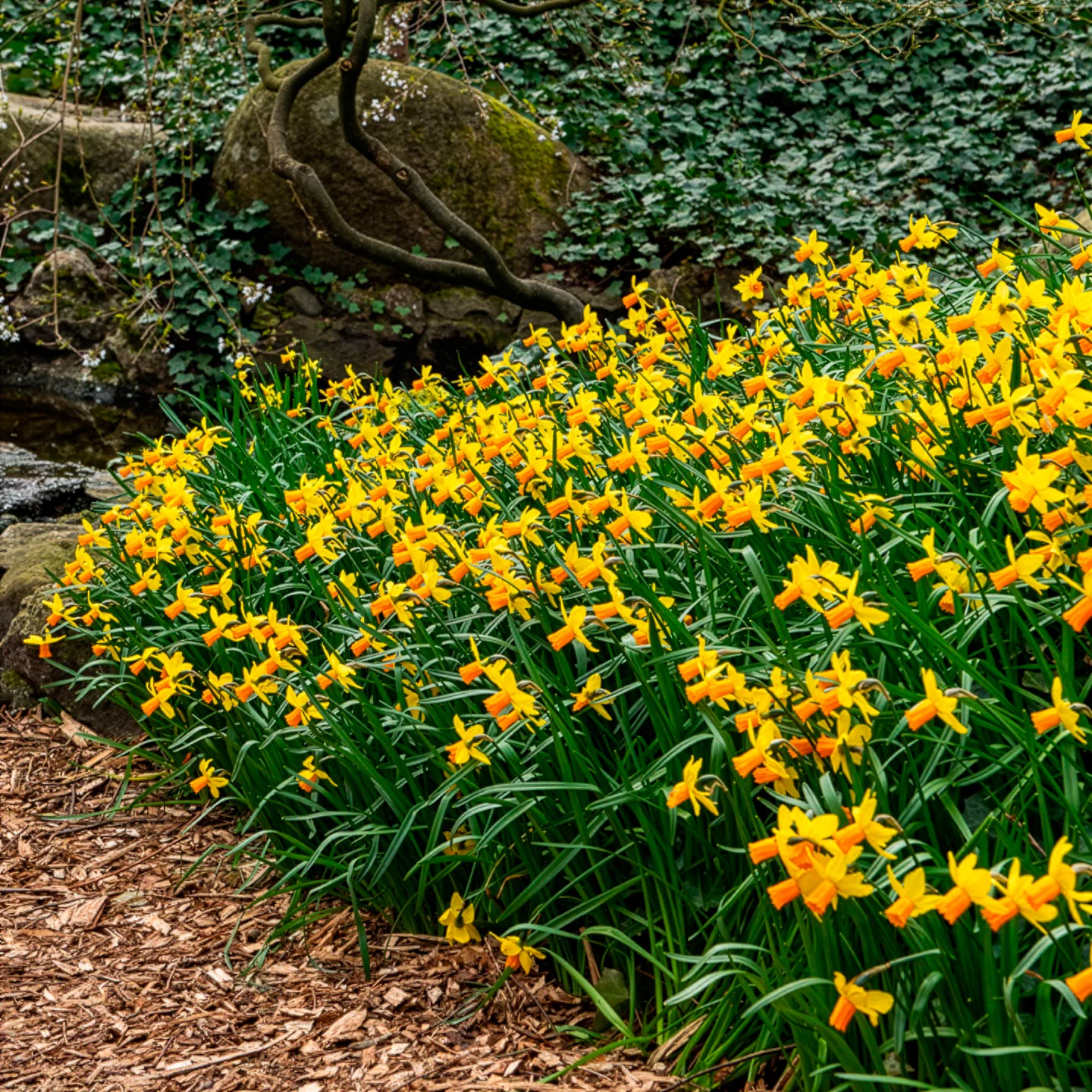 5 Mini-narcisses Jet Fire - Image 6