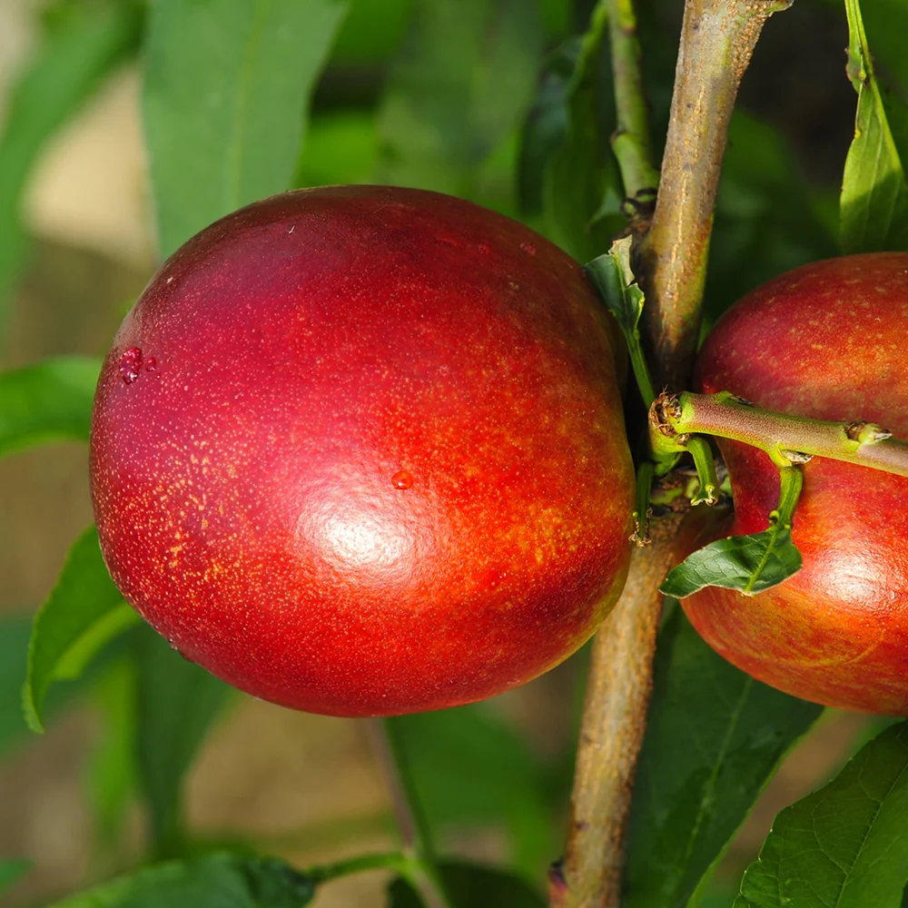 Mini-nectarine Morton